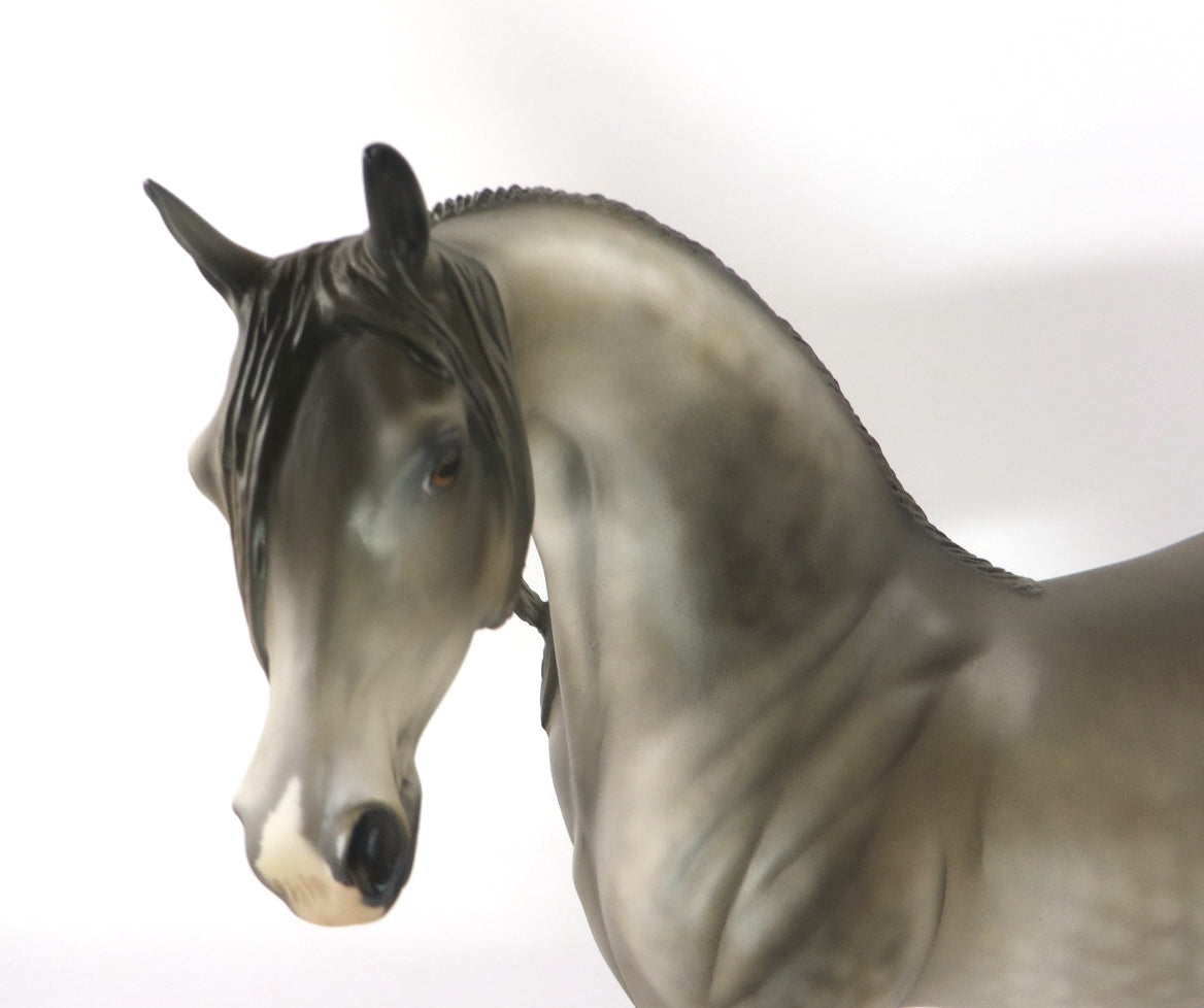 MIRACLE ON 34TH-LE-10 LIGHT PEARL  DAPPLE GREY ARABIAN BY JULIE KEIM WHS 19