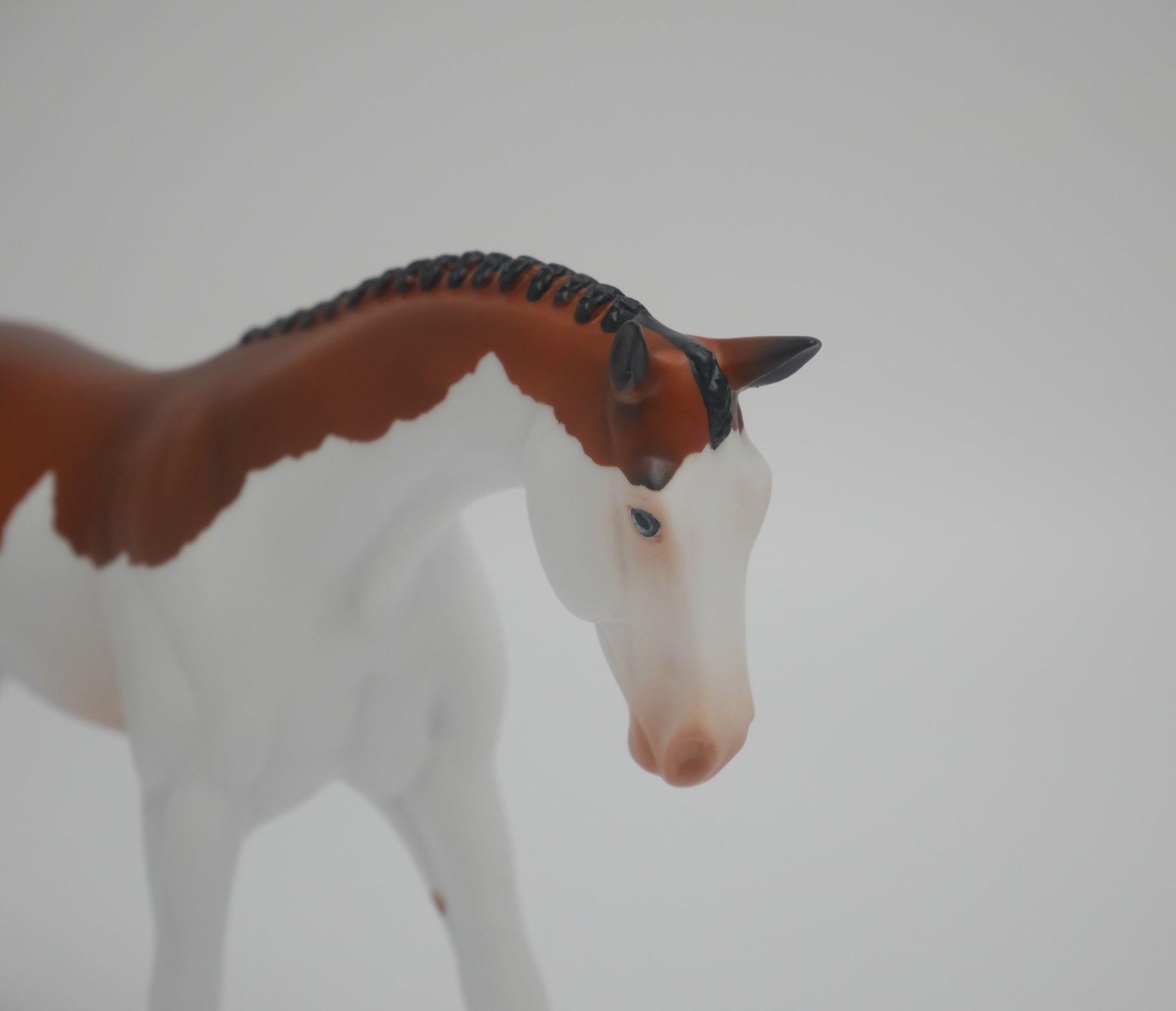 MR. CROSSROADS-LE-8 BAY SPLASH WARMBLOOD PEBBLES EA/MW 2020