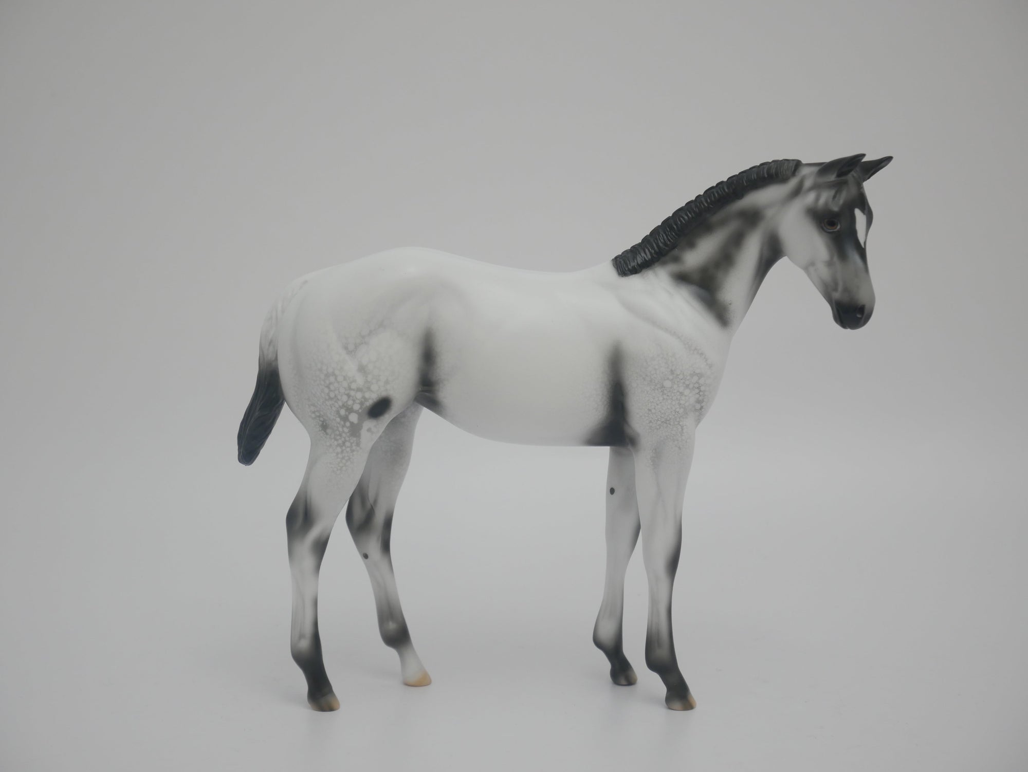 MITTENS CM-LE-6 BLACK FEW SPOT APPALOOSA WEANLING EA/WE