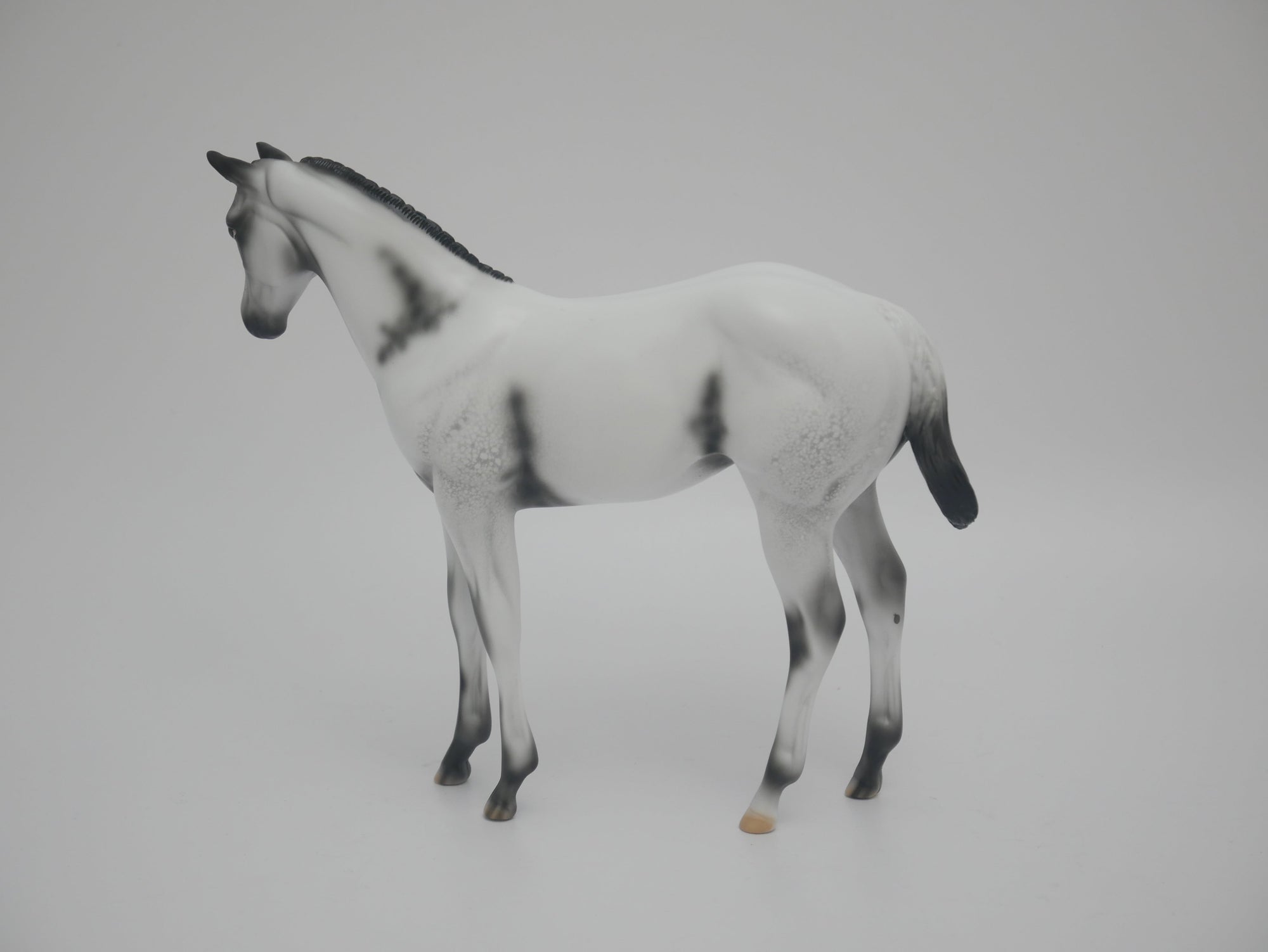 MITTENS CM-LE-6 BLACK FEW SPOT APPALOOSA WEANLING EA/WE