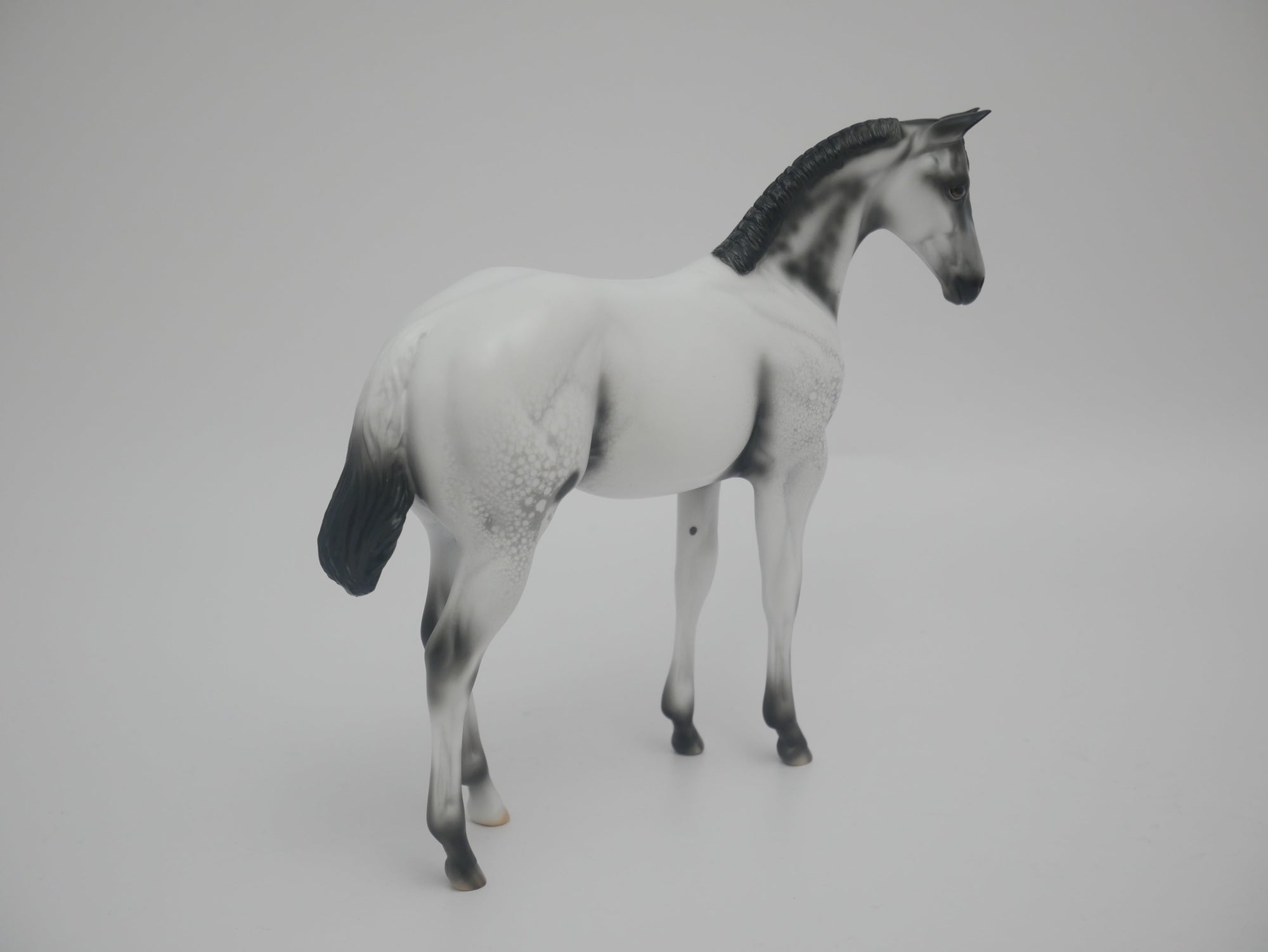 MITTENS CM-LE-6 BLACK FEW SPOT APPALOOSA WEANLING EA/WE