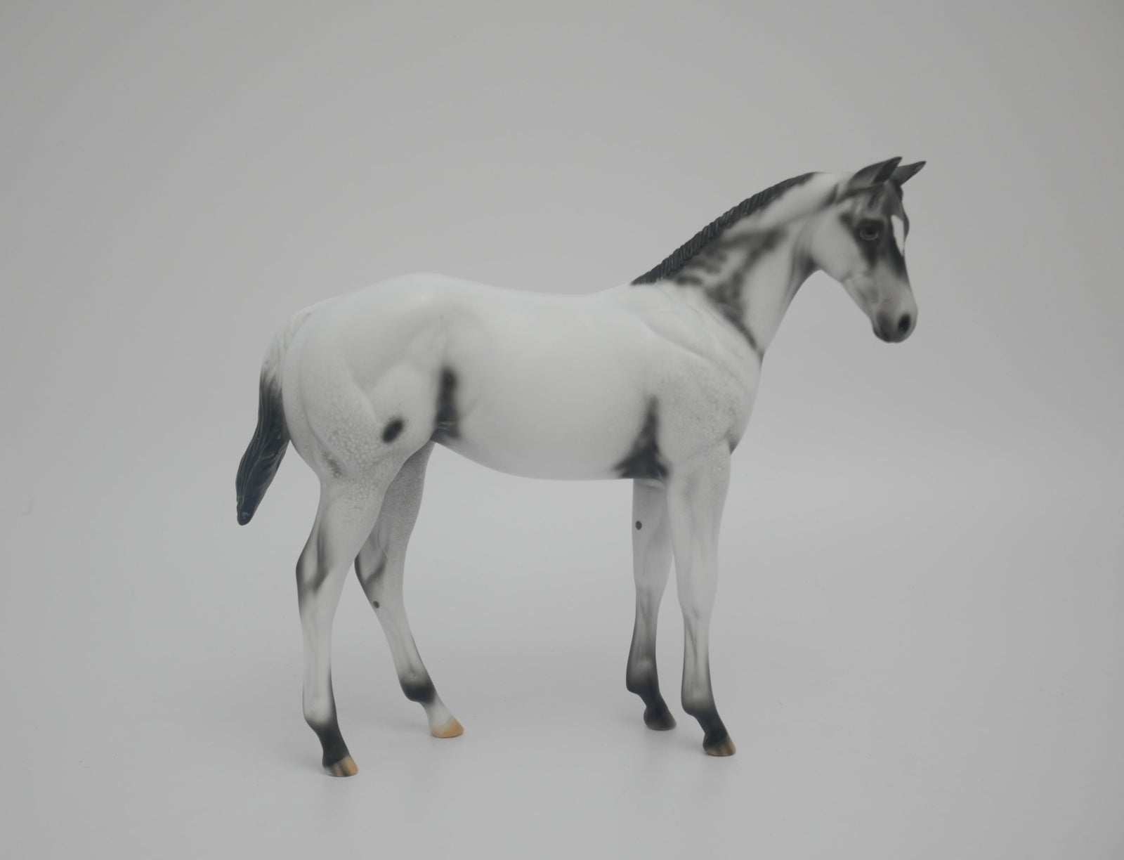 MITTEN - LE-6 BLACK FEW SPOT APPALOOSA BY DAWN QUICK 3/6/20