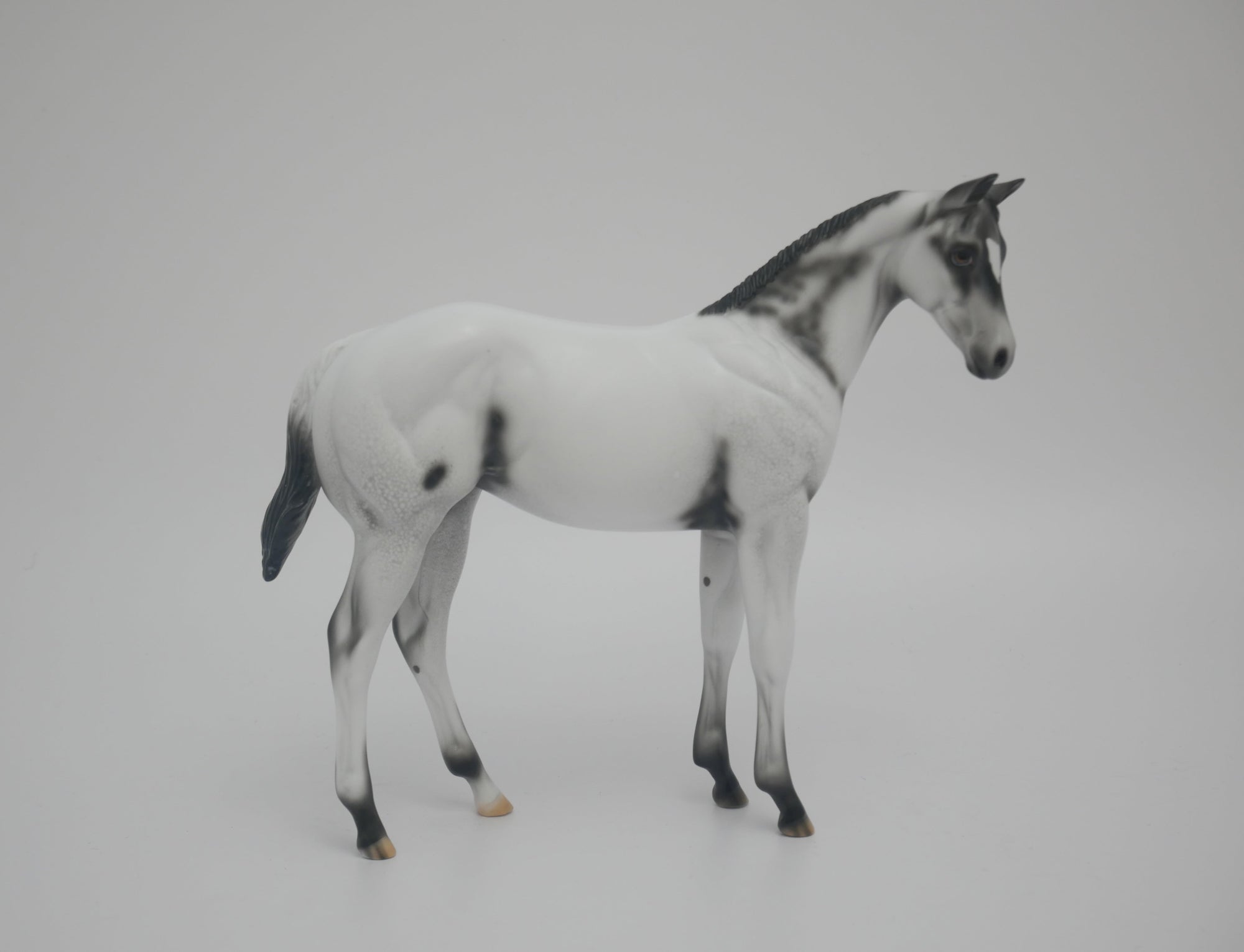 MITTEN - LE-6 BLACK FEW SPOT APPALOOSA BY DAWN QUICK 3/6/20