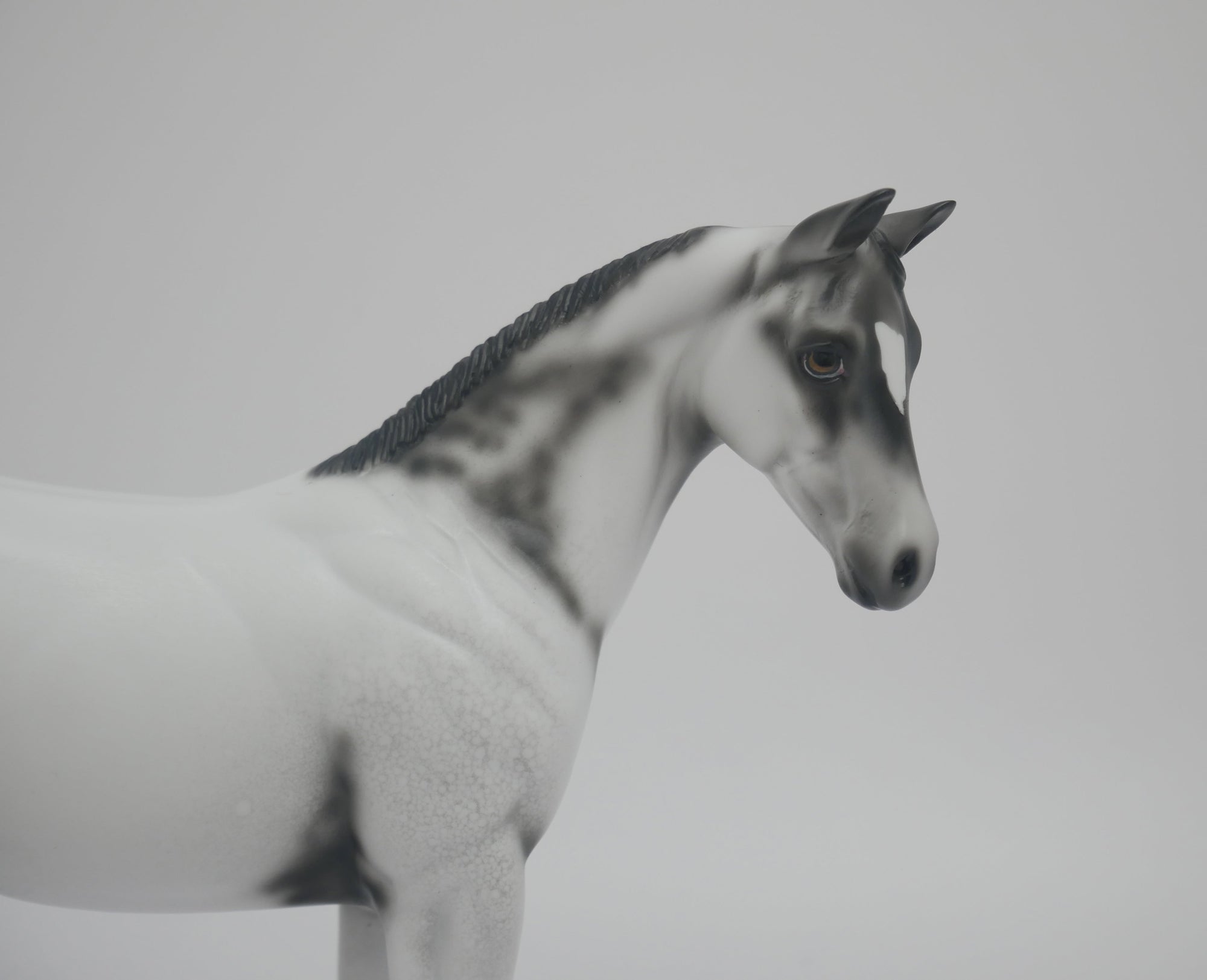 MITTEN - LE-6 BLACK FEW SPOT APPALOOSA BY DAWN QUICK 3/6/20