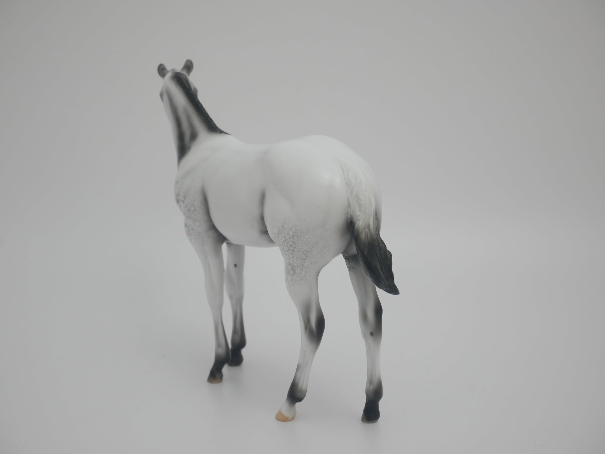 MITTEN - LE-6 BLACK FEW SPOT APPALOOSA BY DAWN QUICK 3/6/20