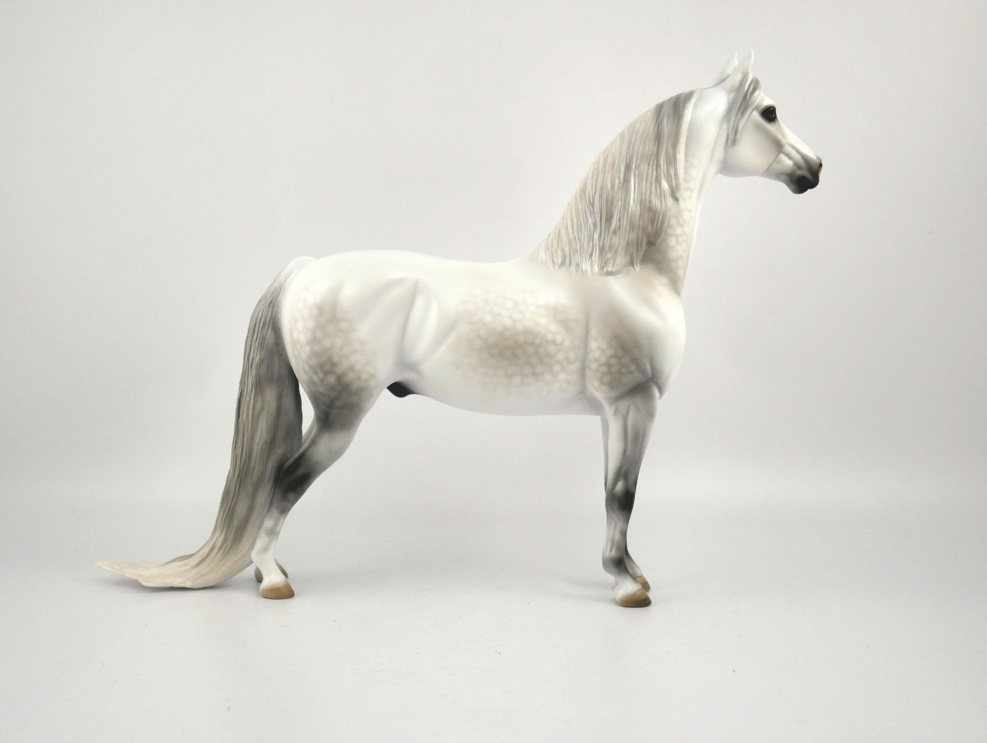 Moon Beam-OOAK Dapple Grey Morgan By Carrie Keller MM 2020