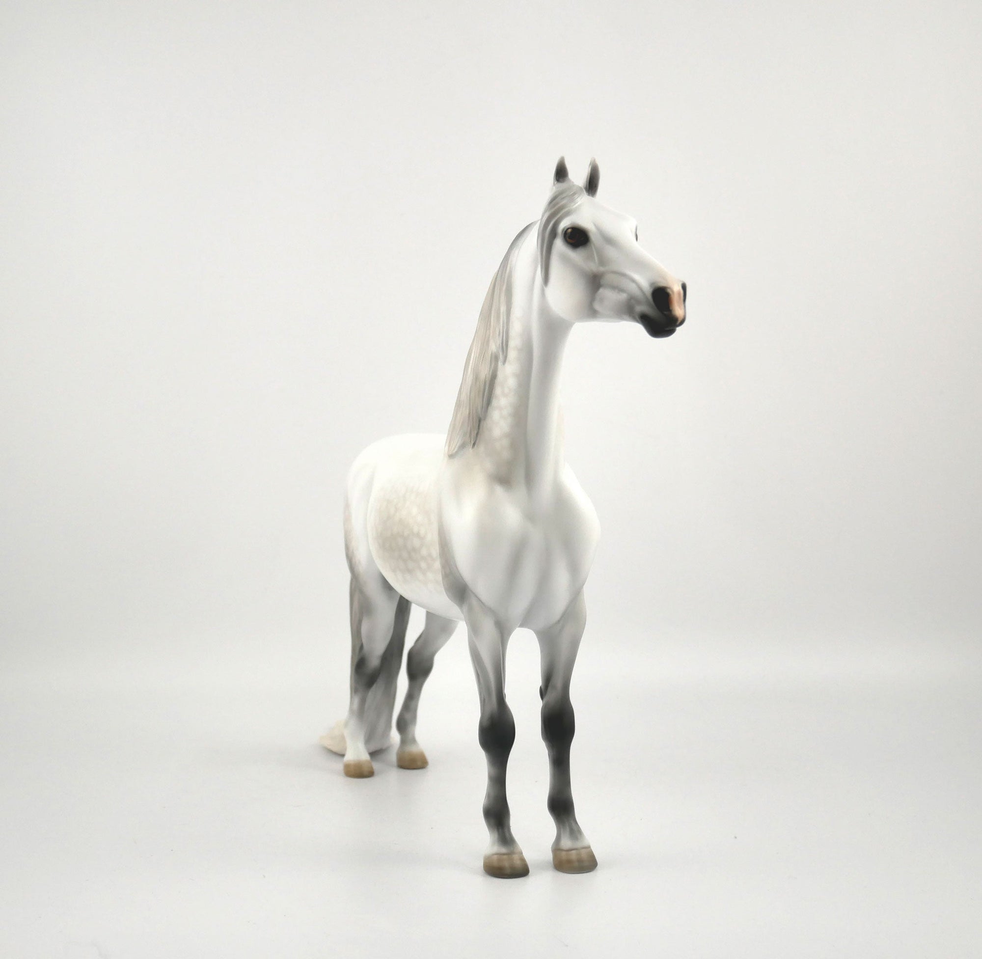 Moon Beam-OOAK Dapple Grey Morgan By Carrie Keller MM 2020