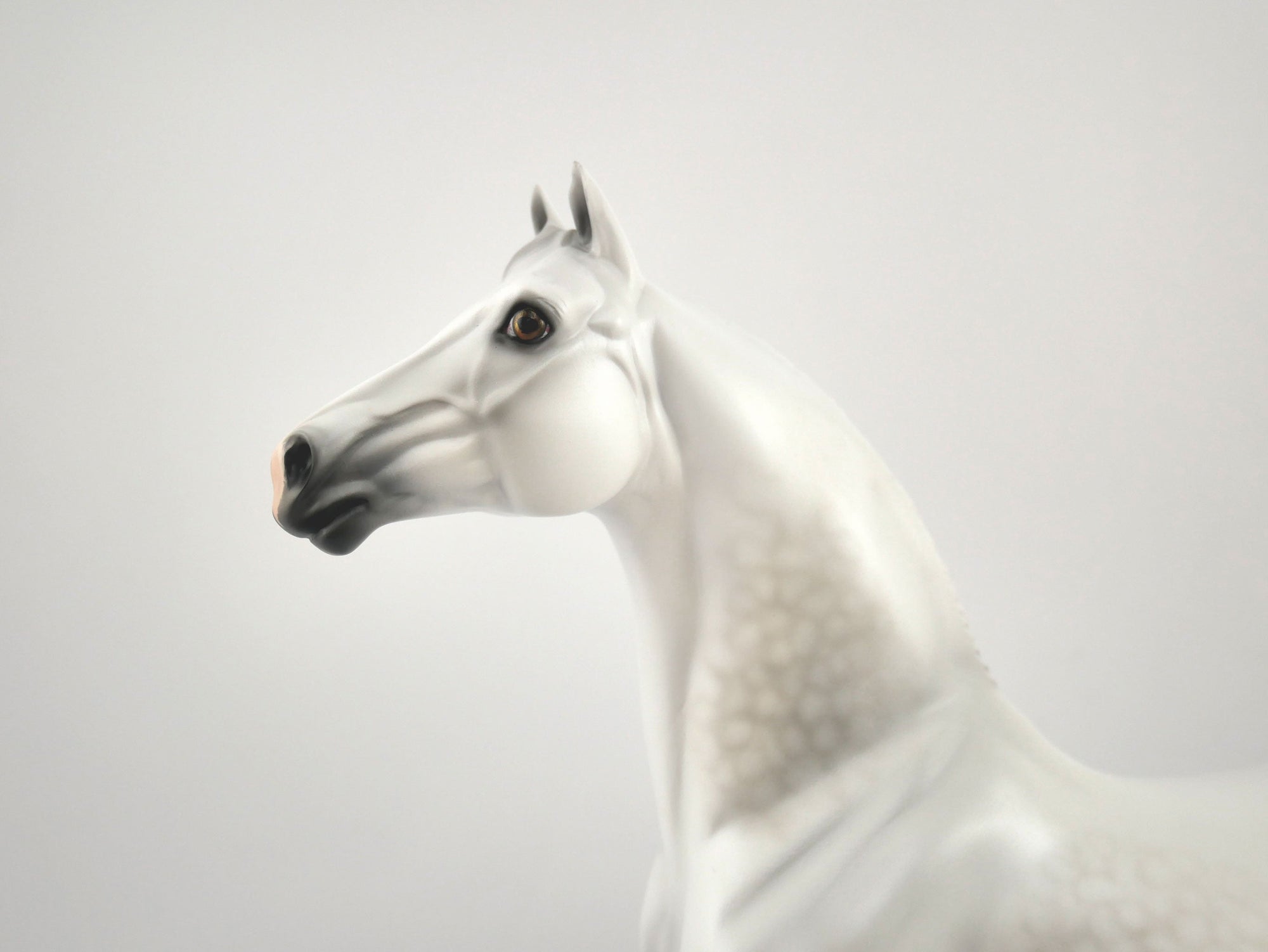 Moon Beam-OOAK Dapple Grey Morgan By Carrie Keller MM 2020