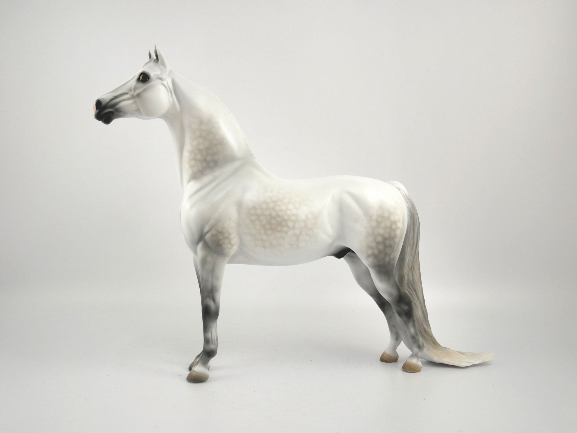 Moon Beam-OOAK Dapple Grey Morgan By Carrie Keller MM 2020