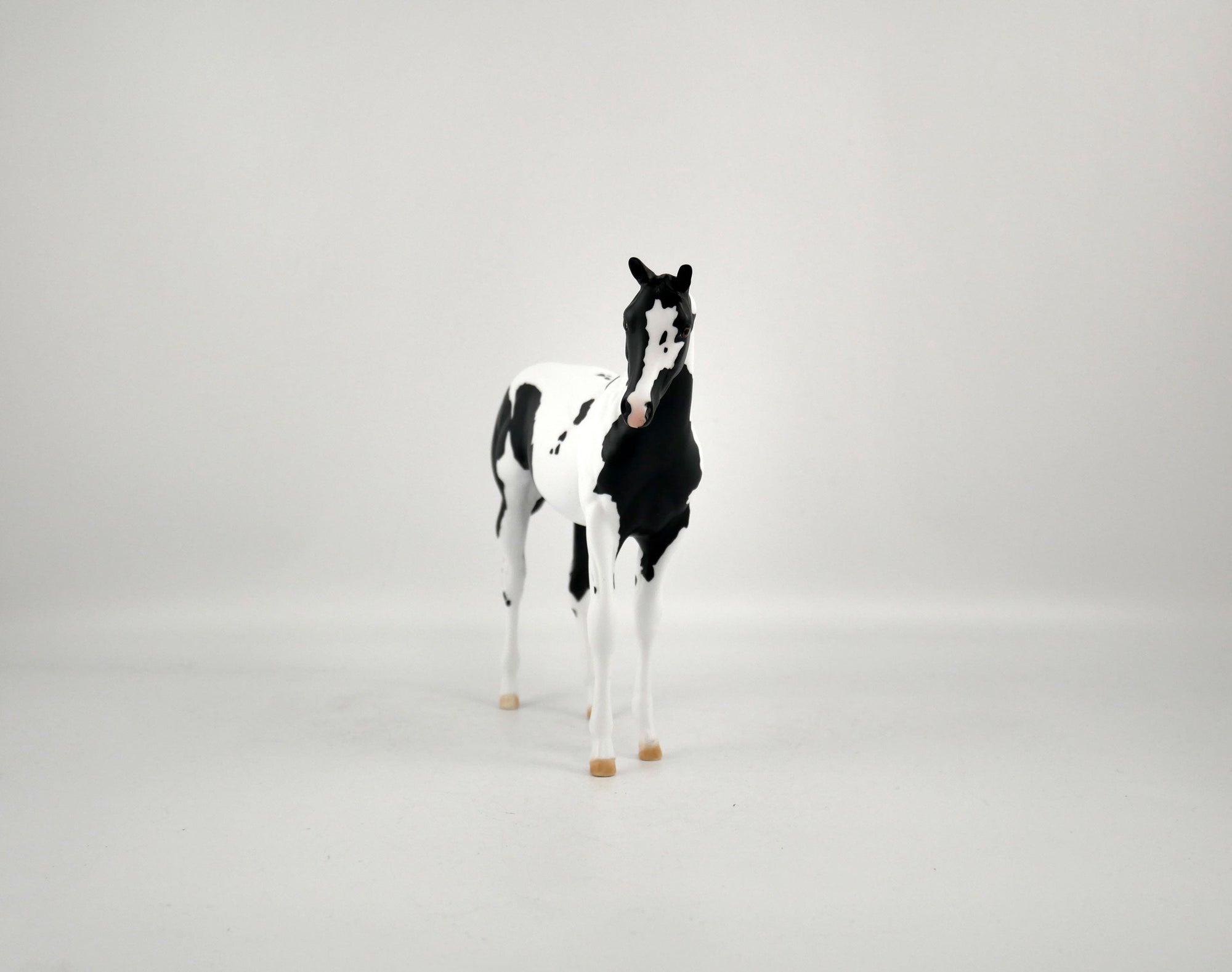 MOONLIGHT ENCHANTMENT-OOAK BLACK TOBIANO WEANLING BY ELLEN ROBBINS 12/09/20