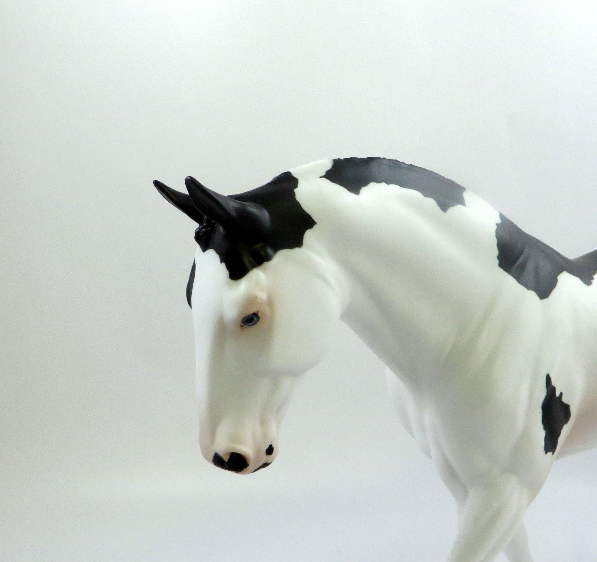 MORGANA-BLACK OVERO IRISH DRAFT NC MODEL HORSE EQ 2019