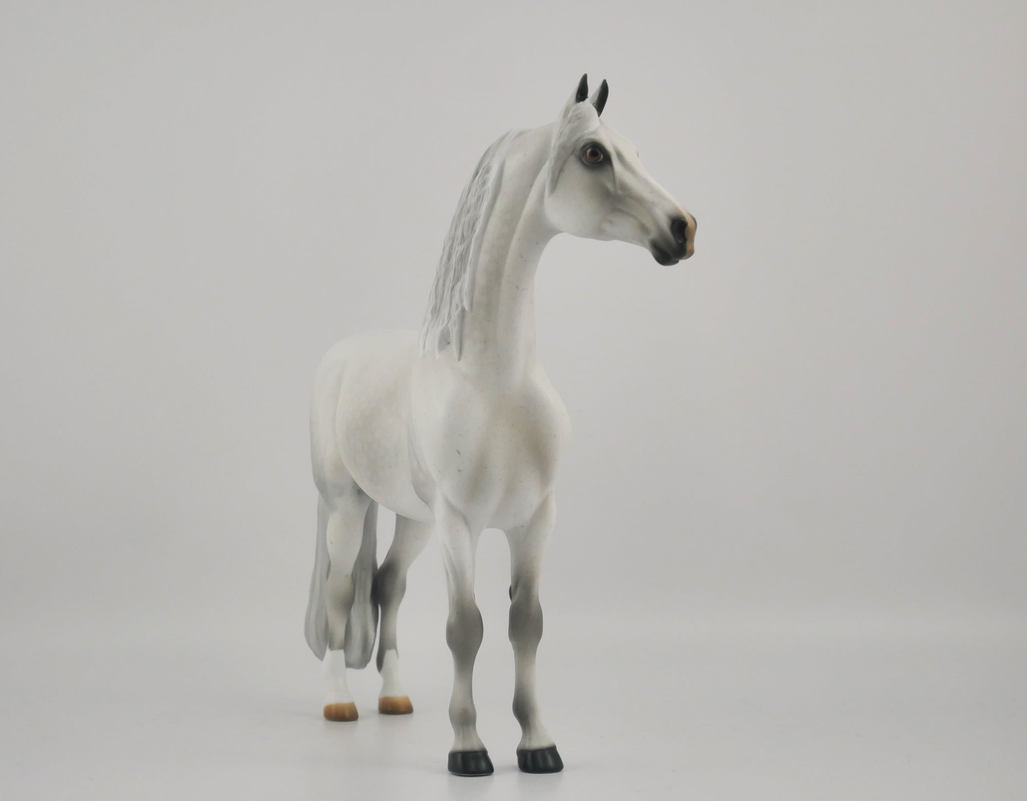 MUSLIN-OOAK DAPPLE GREY MORGAN BY AUDREY DIXON