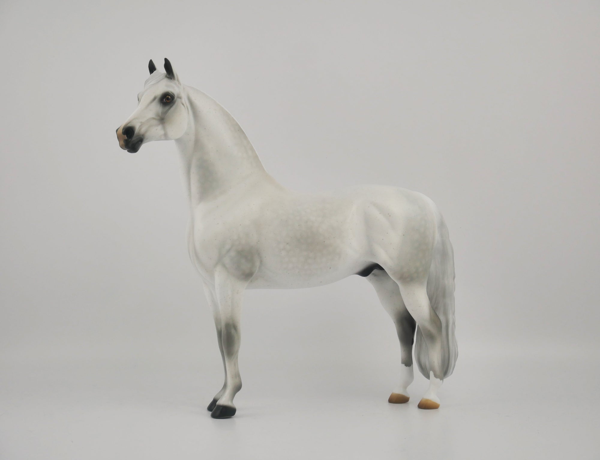 MUSLIN-OOAK DAPPLE GREY MORGAN BY AUDREY DIXON
