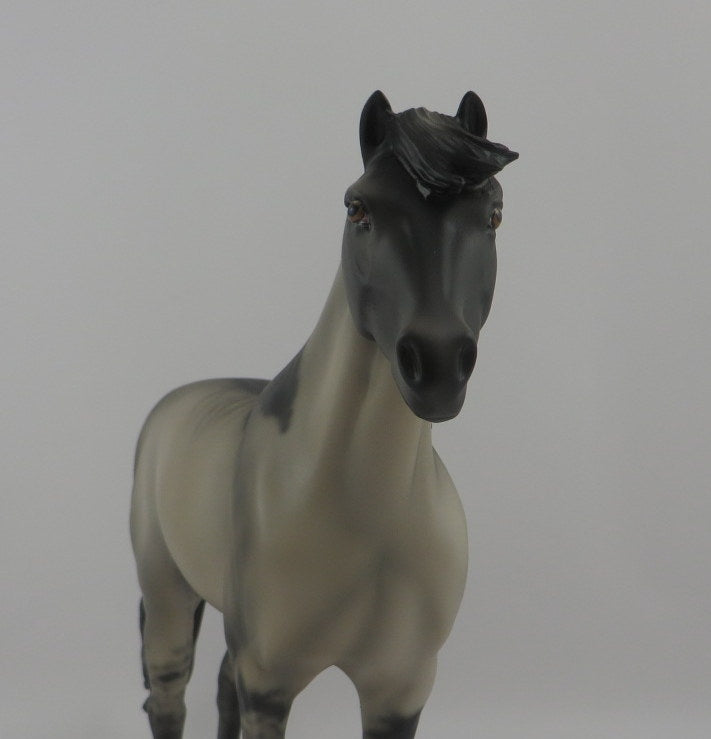 Night Hawke-OOAK Dun Spanish Mustang EQ 2020