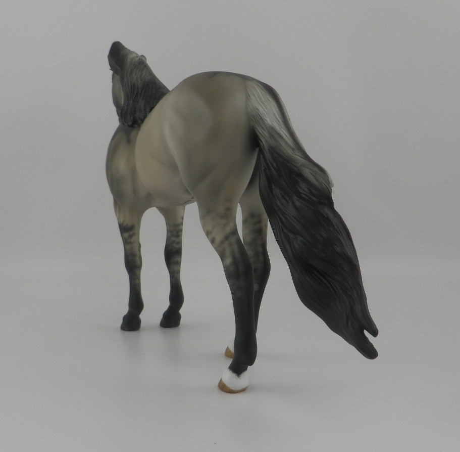 Night Hawke-OOAK Dun Spanish Mustang EQ 2020