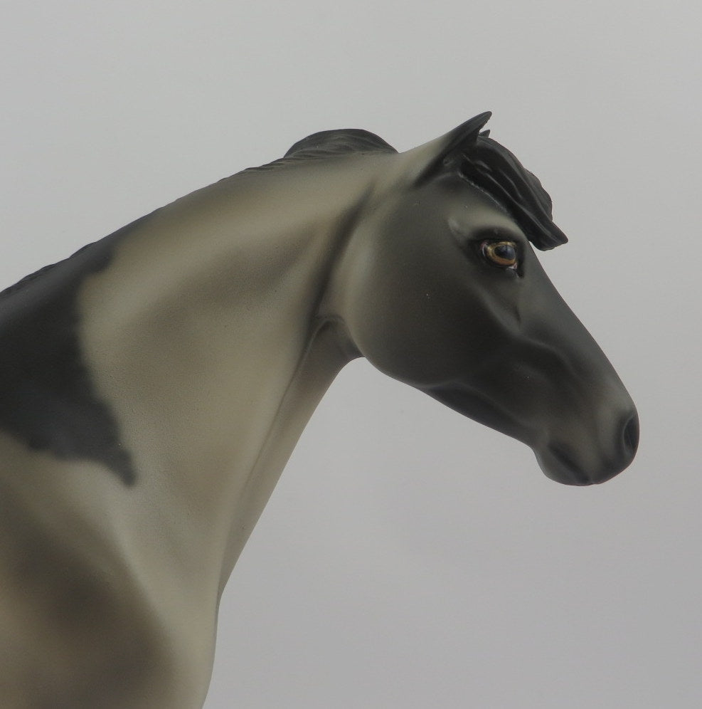 Night Hawke-OOAK Dun Spanish Mustang EQ 2020