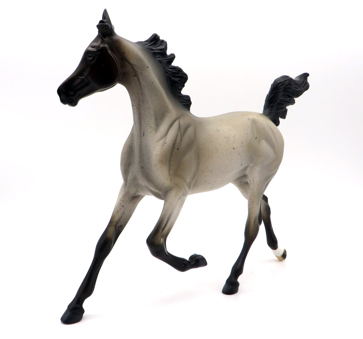 Nightshade - Blue Roan Arabian Yearling by Madison