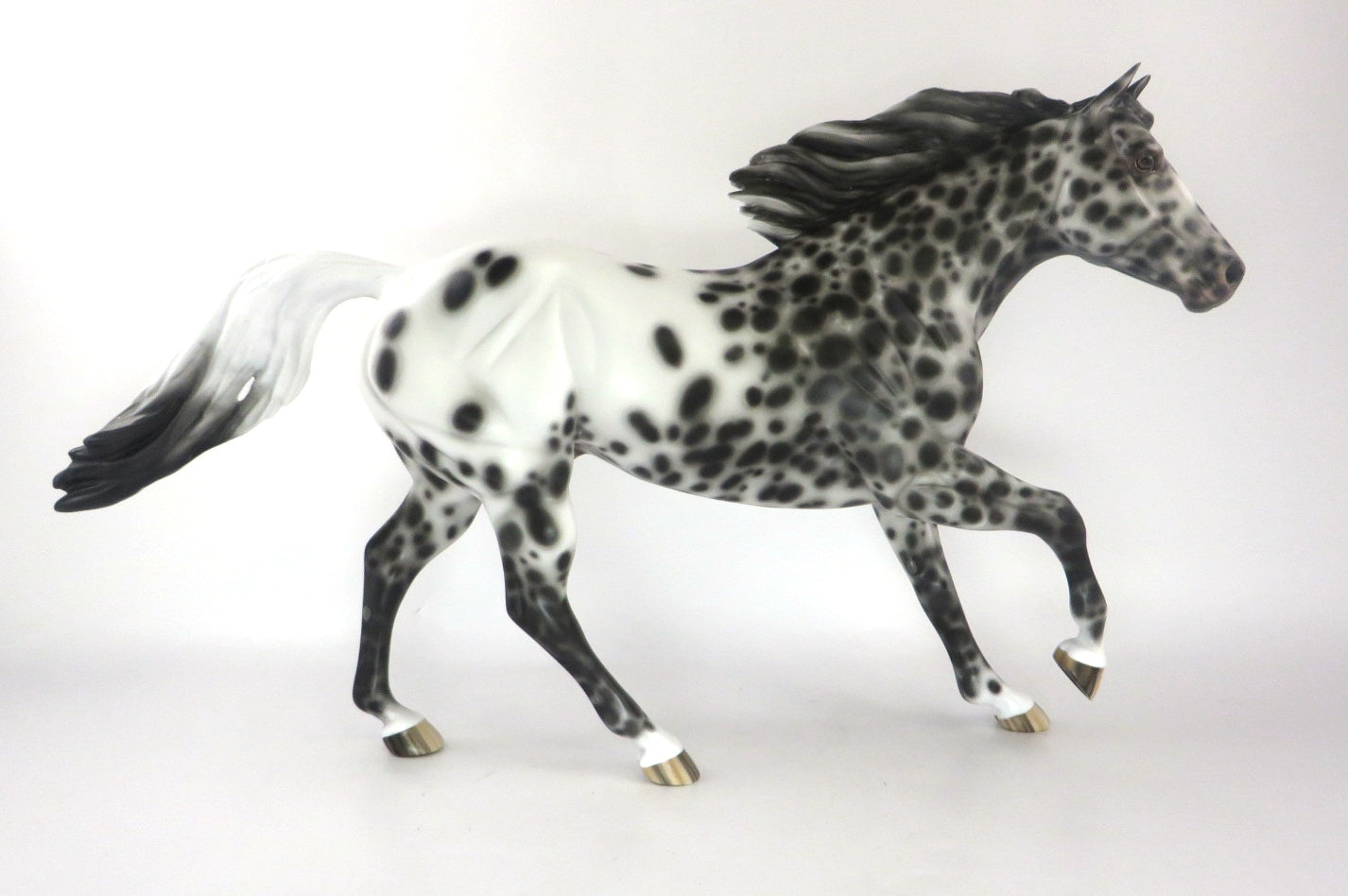 appaloosa