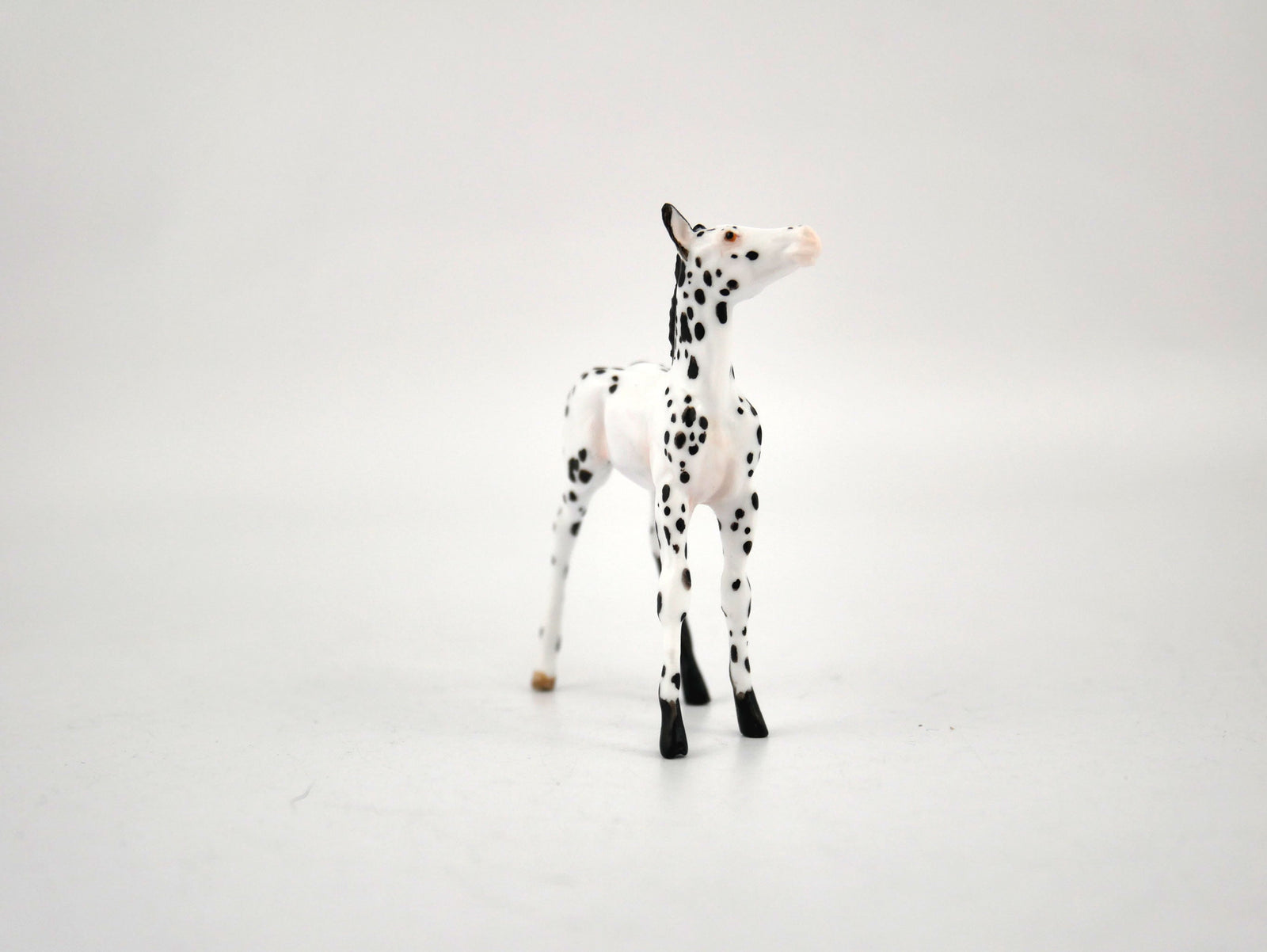 Noc Noc-OOAK Foal Appaloosa Chip By Andrea MM 2020