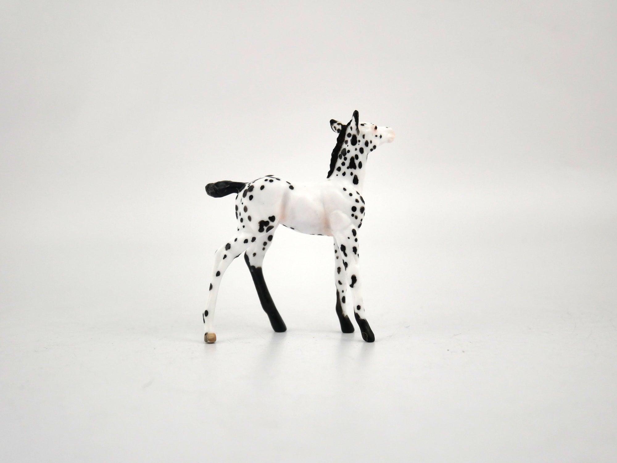 Noc Noc-OOAK Foal Appaloosa Chip By Andrea MM 2020