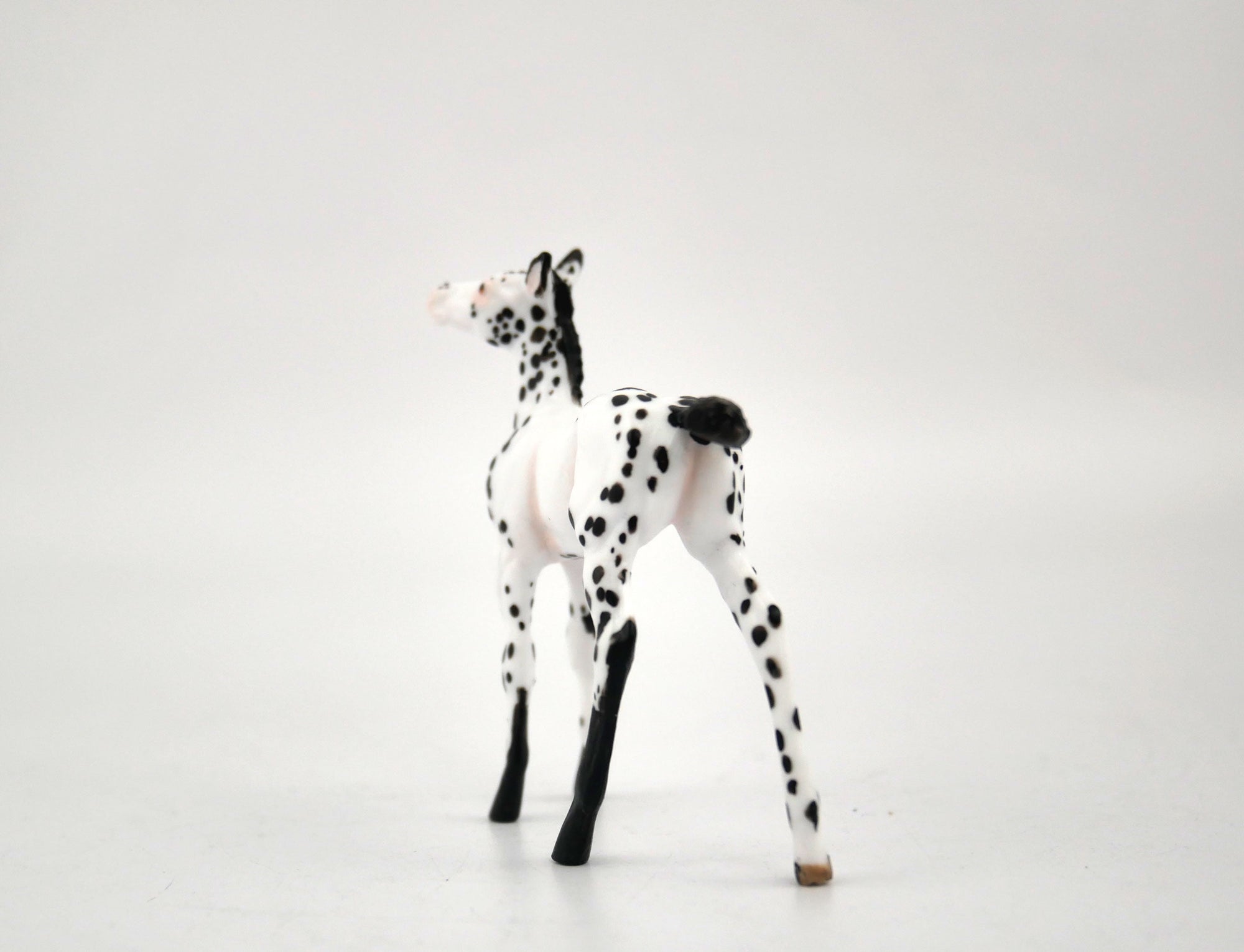 Noc Noc-OOAK Foal Appaloosa Chip By Andrea MM 2020