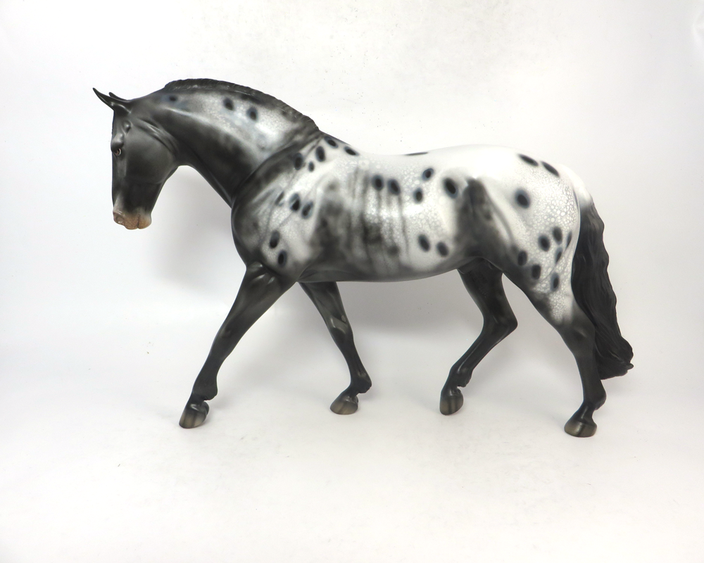 QUARTERBACK- LE-15 IRISH DRAFTER BLACK APPLOOSA  BY DAWN QUICK SB19