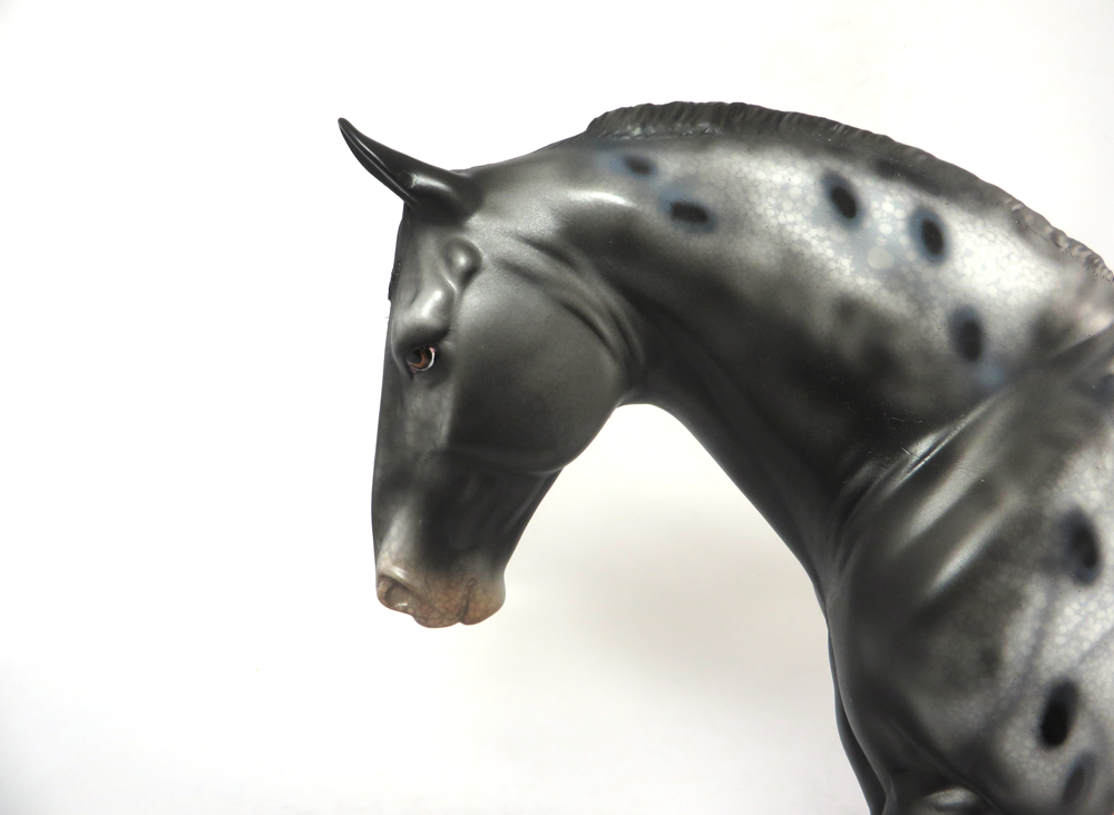 RUNNING BACK-LE15- APPALOOSA IRISH DRAFT SB2019