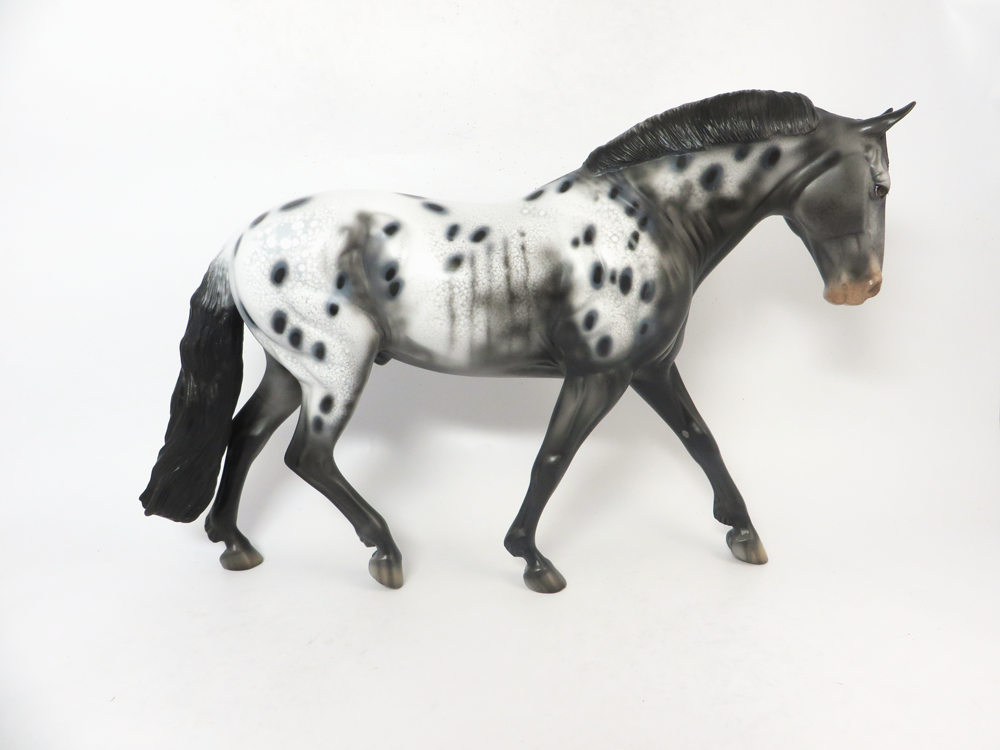 QUARTERBACK- LE-15 IRISH DRAFTER BLACK APPLOOSA  BY DAWN QUICK SB19