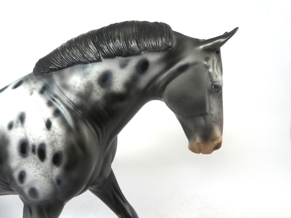 QUARTERBACK- LE-15 IRISH DRAFTER BLACK APPLOOSA  BY DAWN QUICK SB19