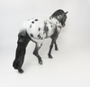 QUARTERBACK- LE-15 IRISH DRAFTER BLACK APPLOOSA  BY DAWN QUICK SB19
