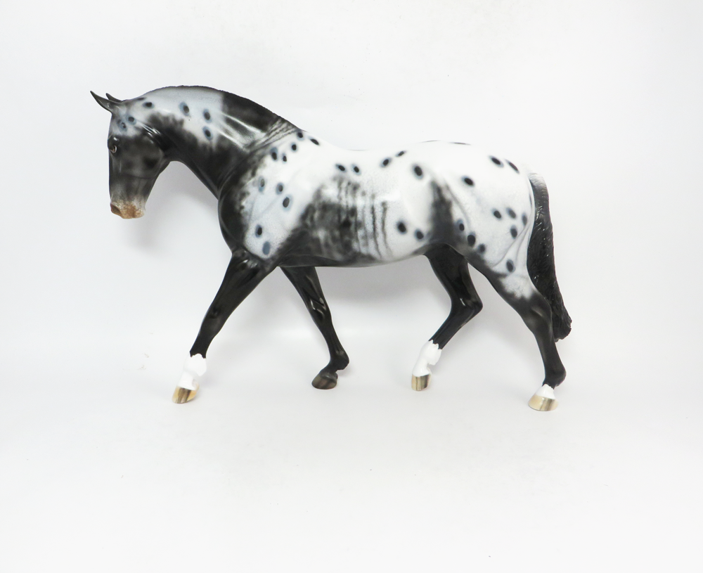 RUNNING BACK-LE15- APPALOOSA IRISH DRAFT SB2019