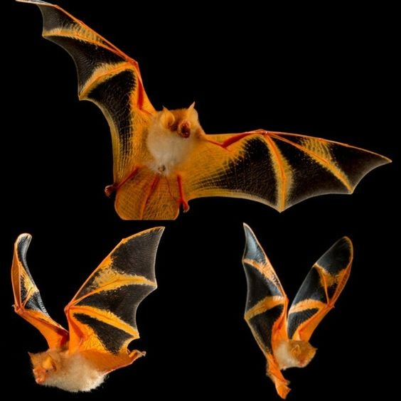 NECTAR-LE-11 BAT PEBBLES MODEL HORSE PRE-ORDER 9/13/19