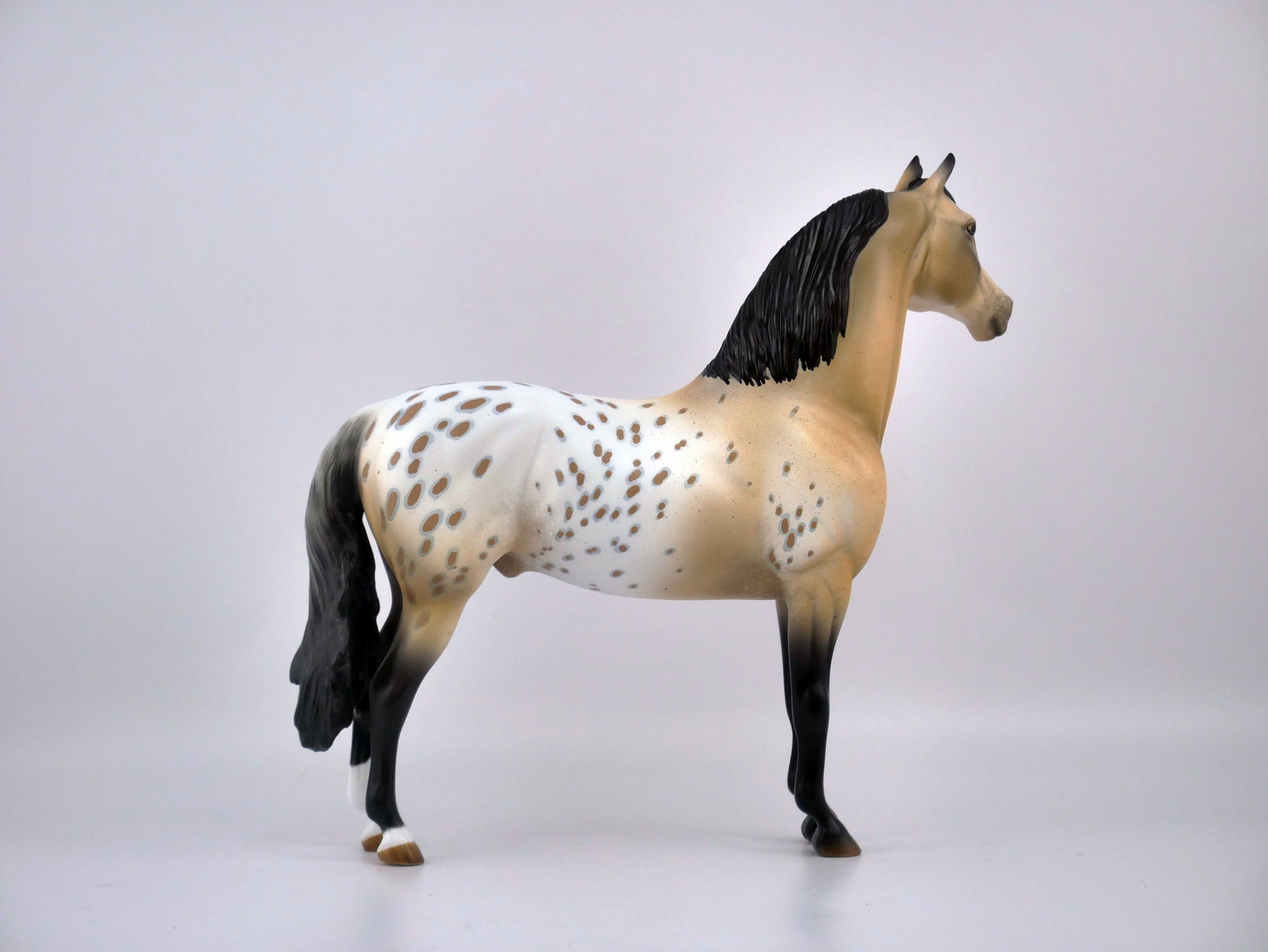 P. POTTER-OOAK APPALOOSA MORGAN BY AUDREY DIXON EQ 2020