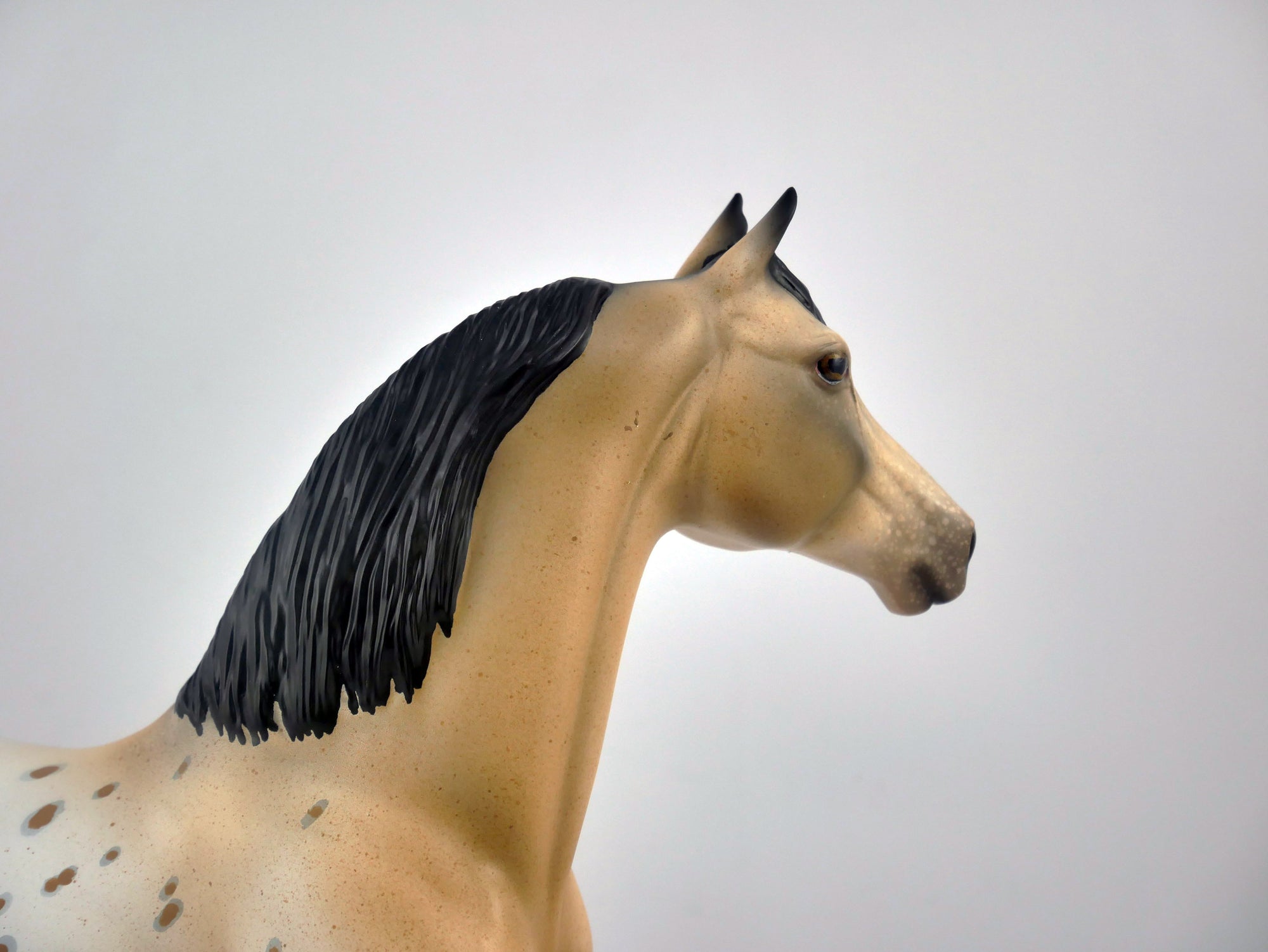 P. POTTER-OOAK APPALOOSA MORGAN BY AUDREY DIXON EQ 2020