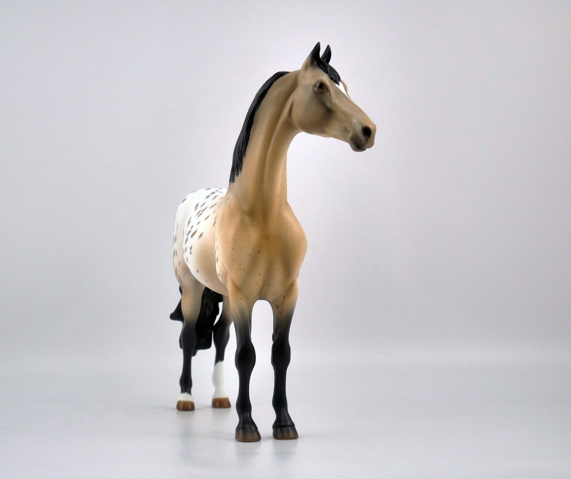 P. POTTER-OOAK APPALOOSA MORGAN BY AUDREY DIXON EQ 2020
