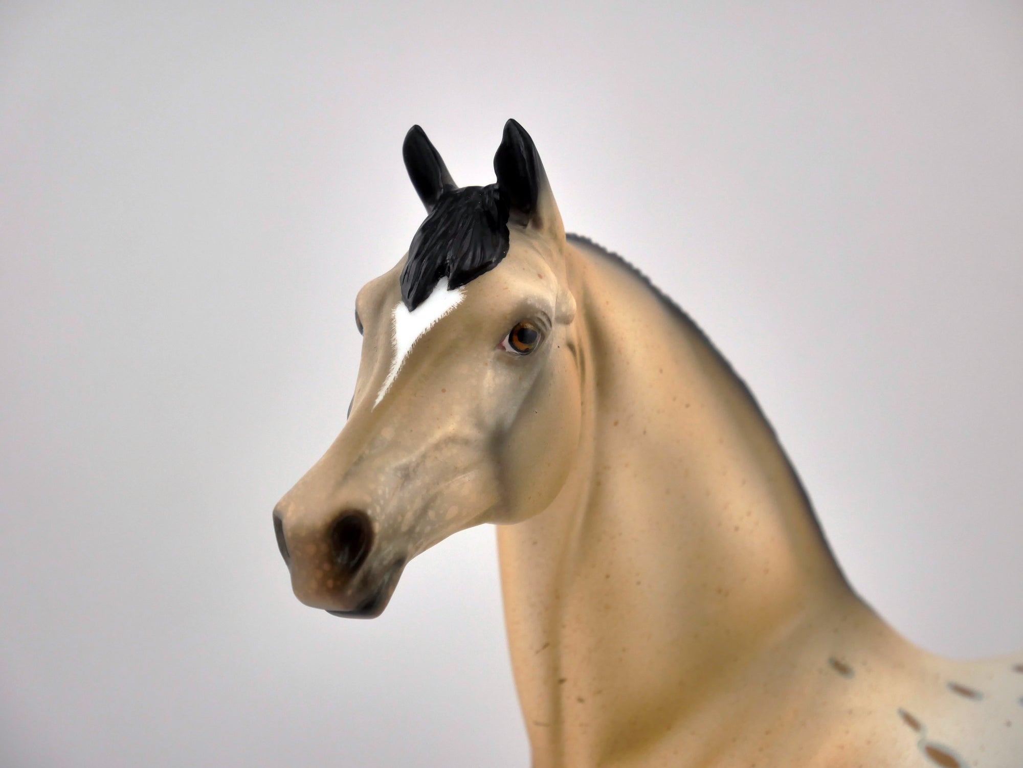 P. POTTER-OOAK APPALOOSA MORGAN BY AUDREY DIXON EQ 2020