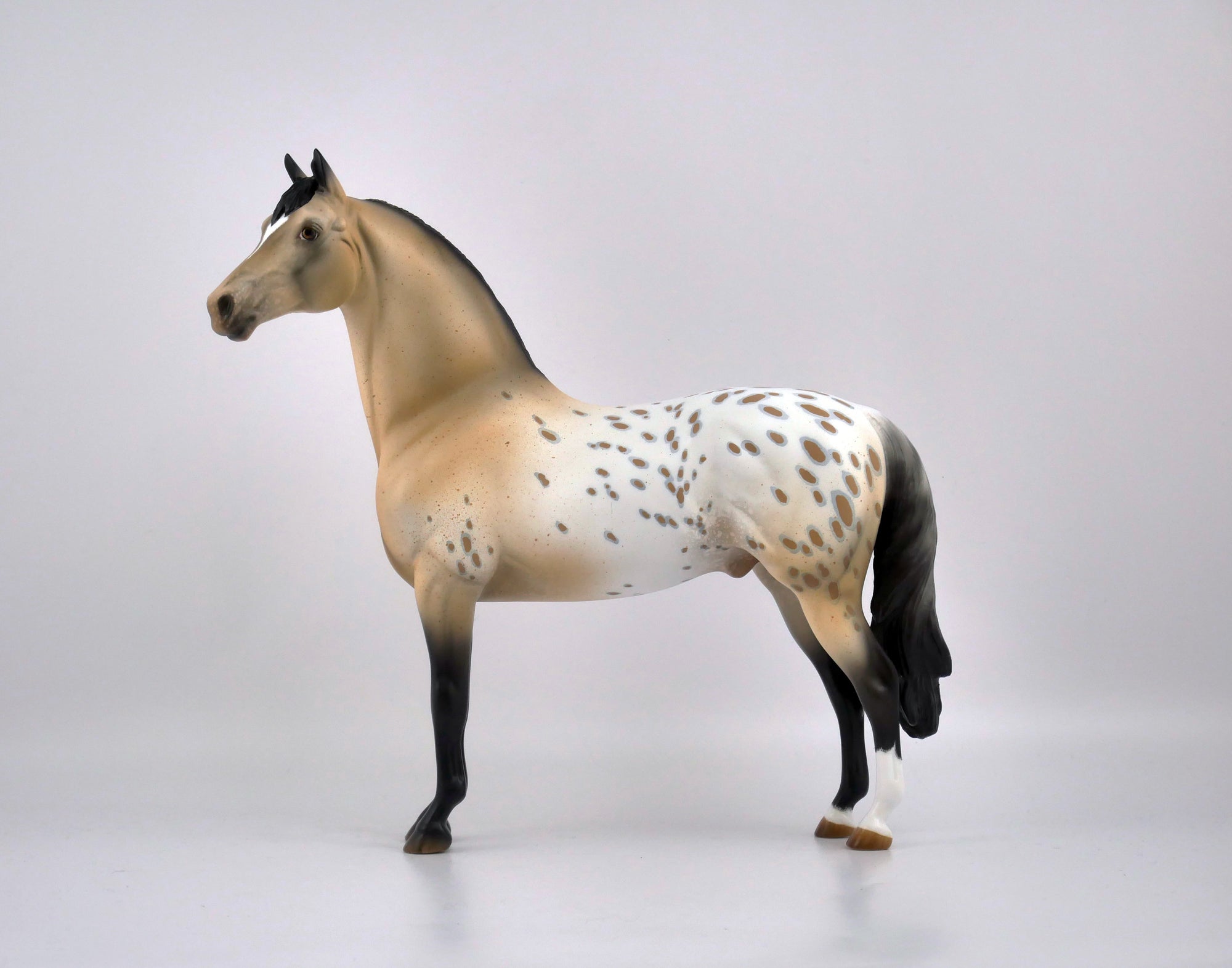 P. POTTER-OOAK APPALOOSA MORGAN BY AUDREY DIXON EQ 2020