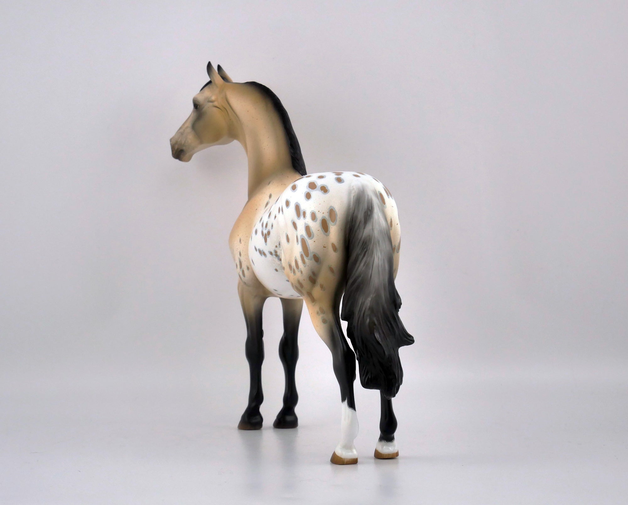 P. POTTER-OOAK APPALOOSA MORGAN BY AUDREY DIXON EQ 2020