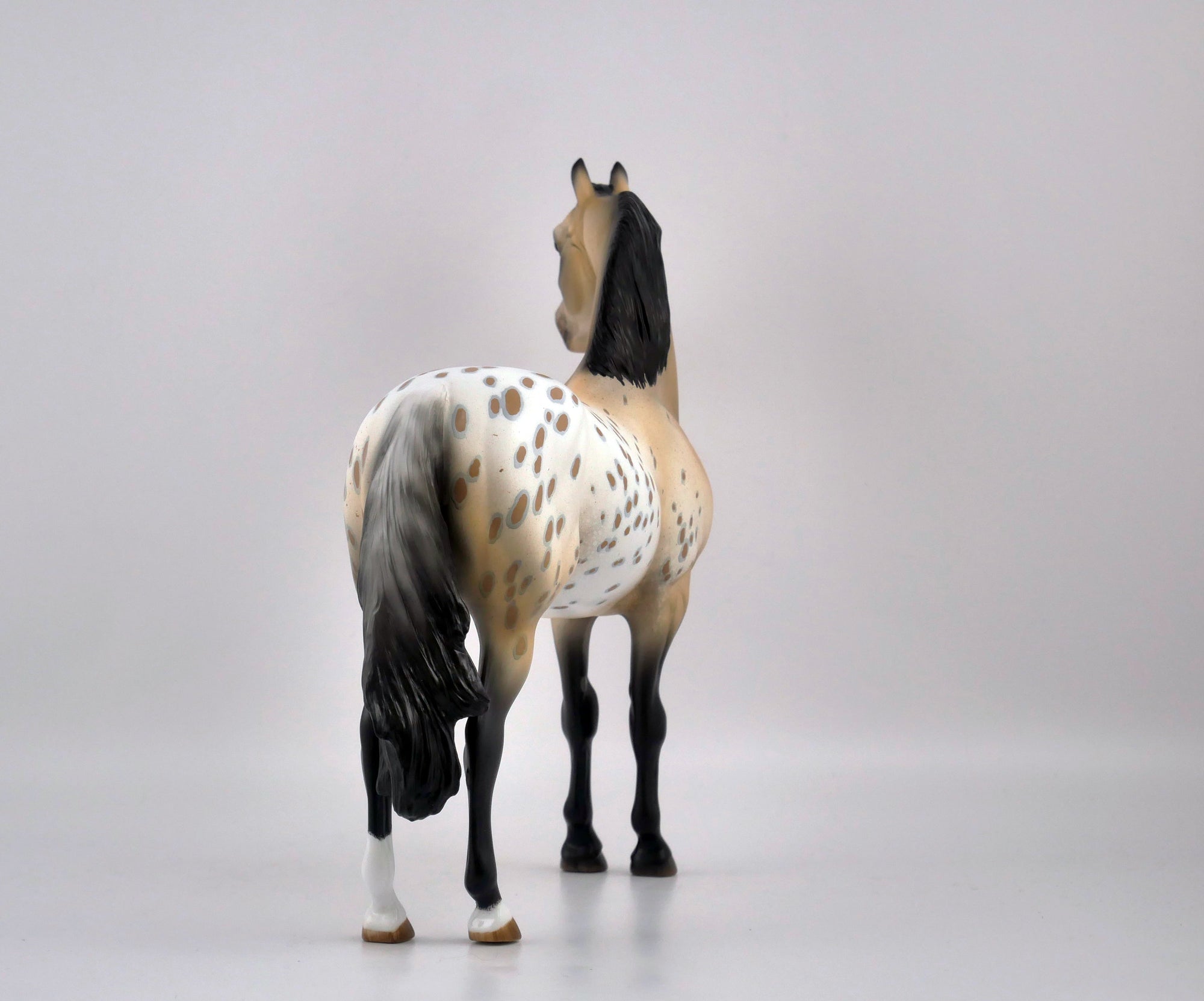 P. POTTER-OOAK APPALOOSA MORGAN BY AUDREY DIXON EQ 2020