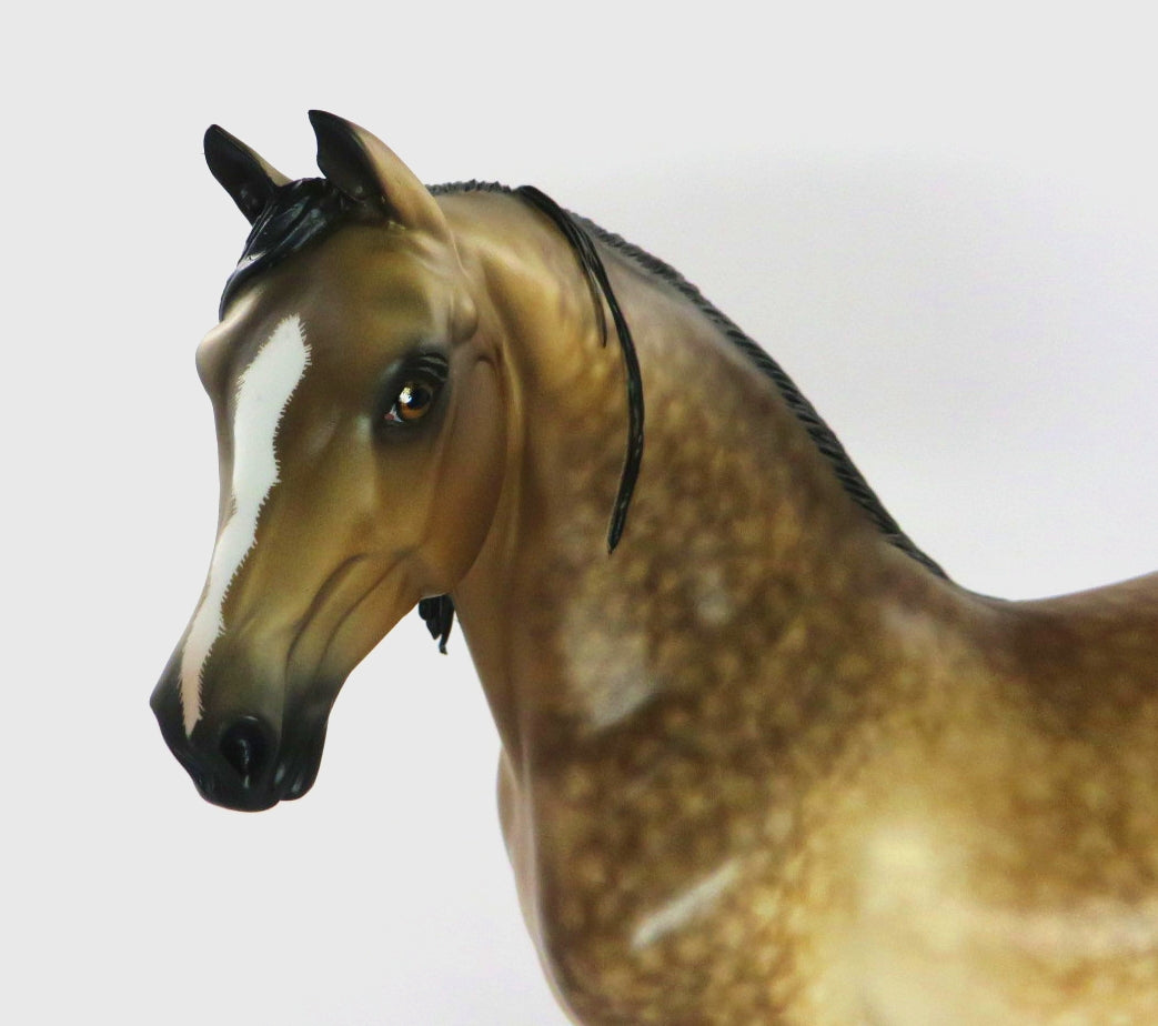 PARKER -OOAK BUCKSKIN MORGAN BY SHERYL LEISURE WHS19