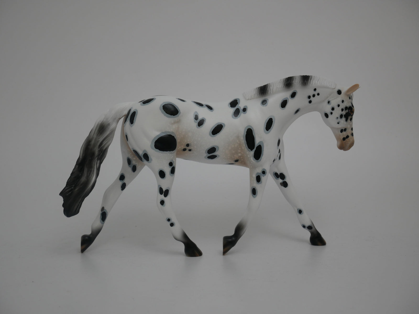 Patriot-LE-12 Appaloosa Warmblood 2020