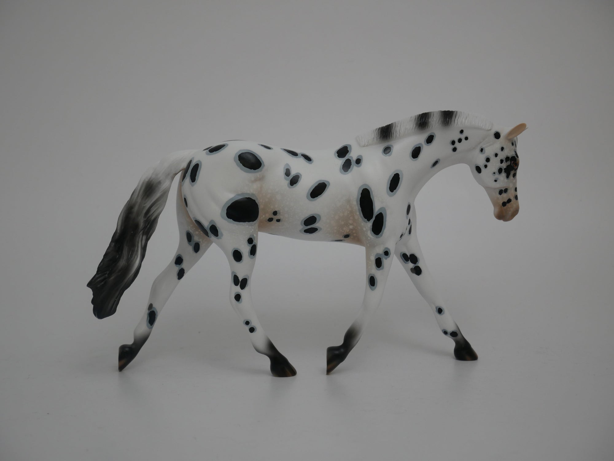 Patriot-LE-12 Appaloosa Warmblood 2020
