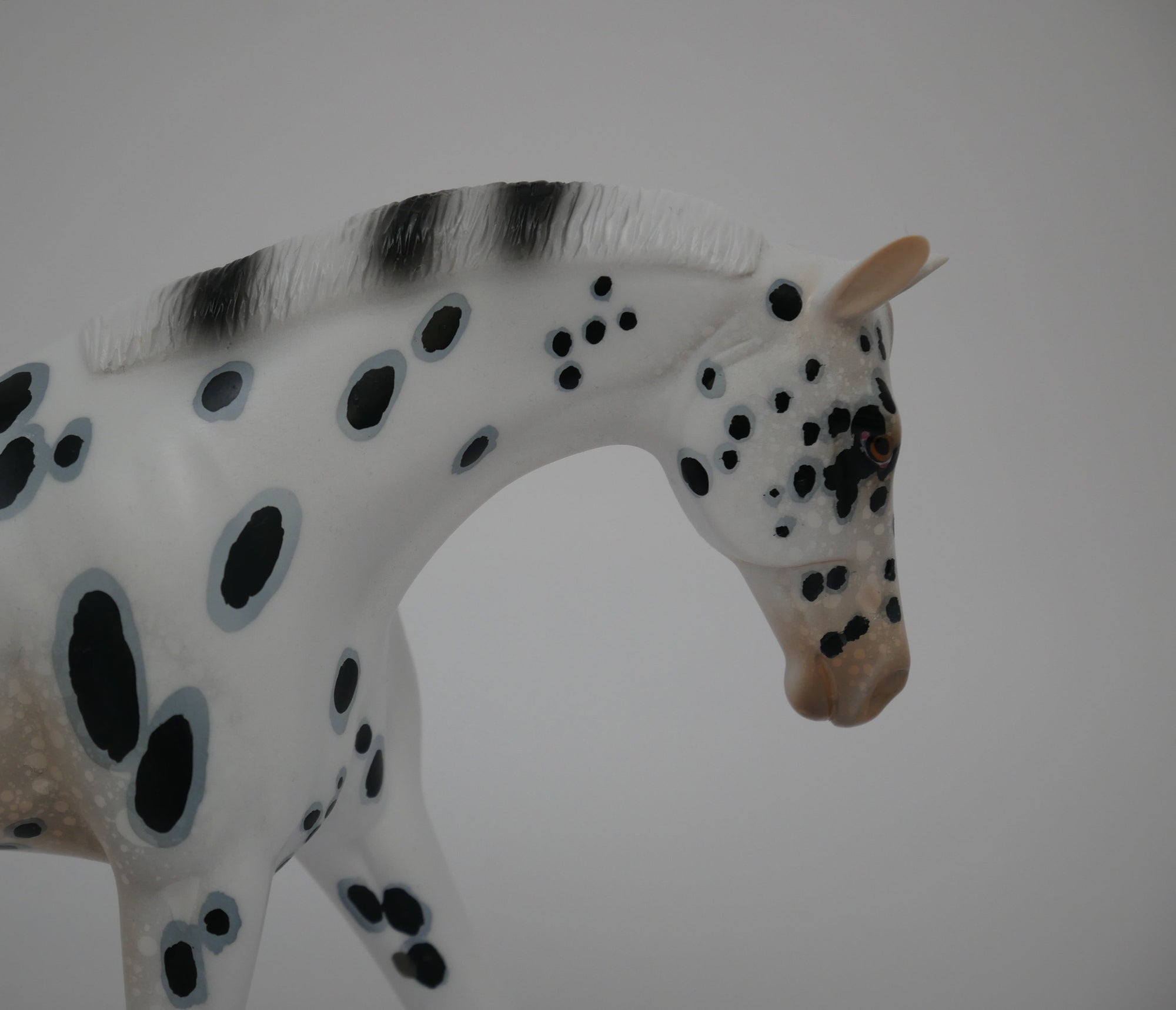 Patriot-LE-12 Appaloosa Warmblood 2020