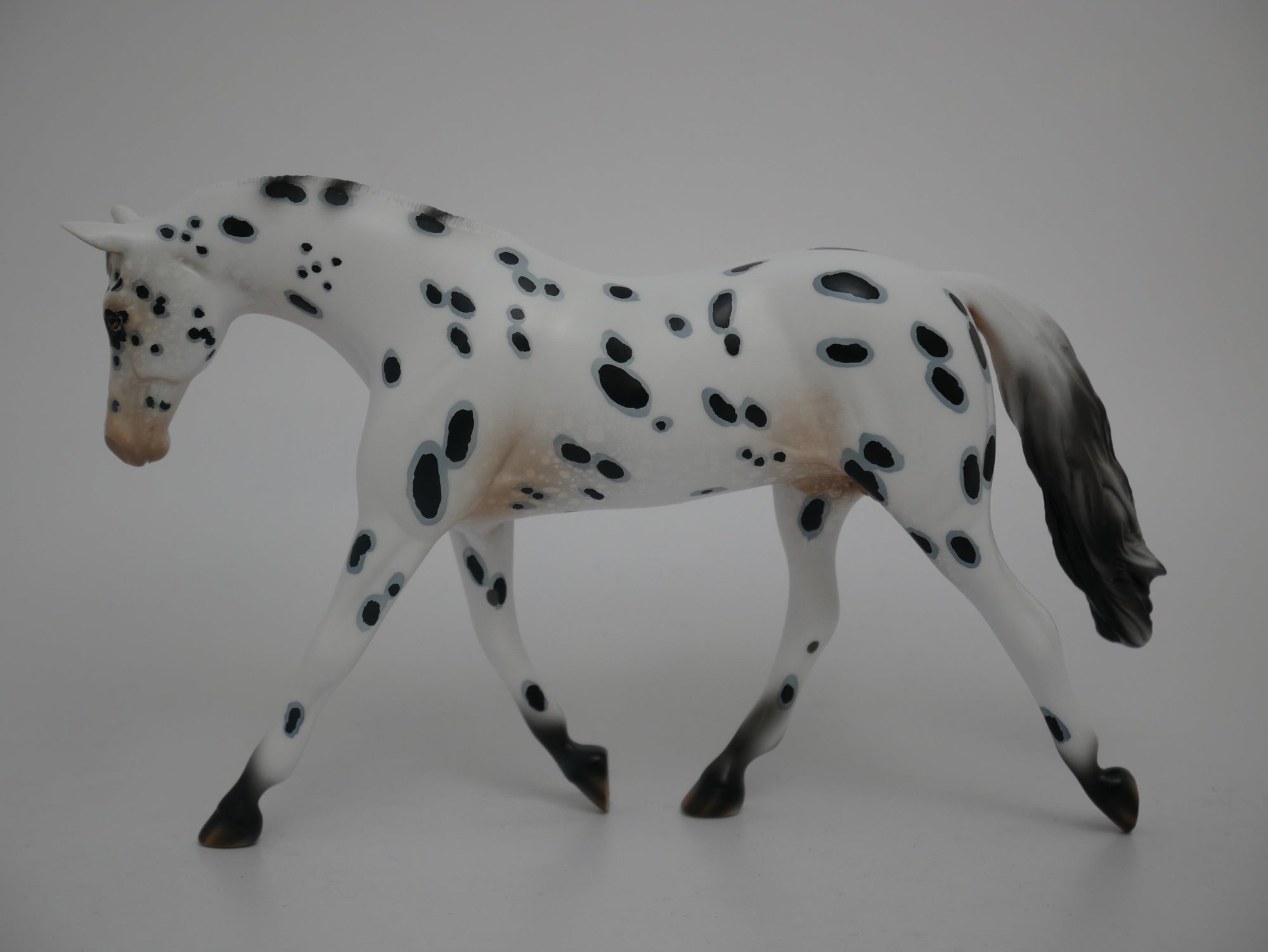 Patriot-LE-12 Appaloosa Warmblood 2020