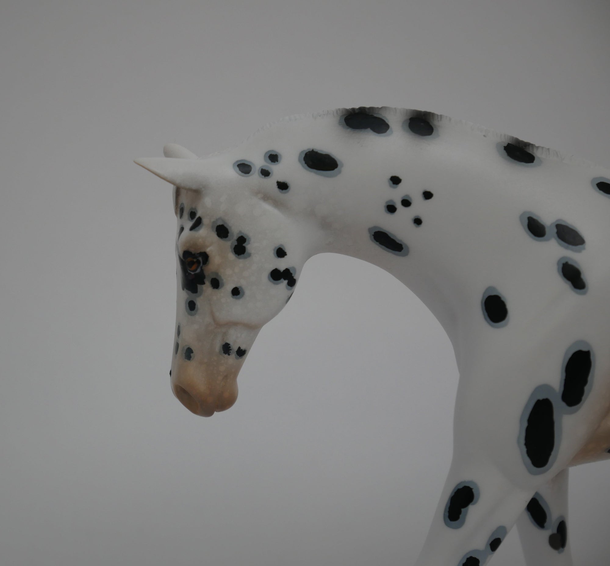 Patriot-LE-12 Appaloosa Warmblood 2020