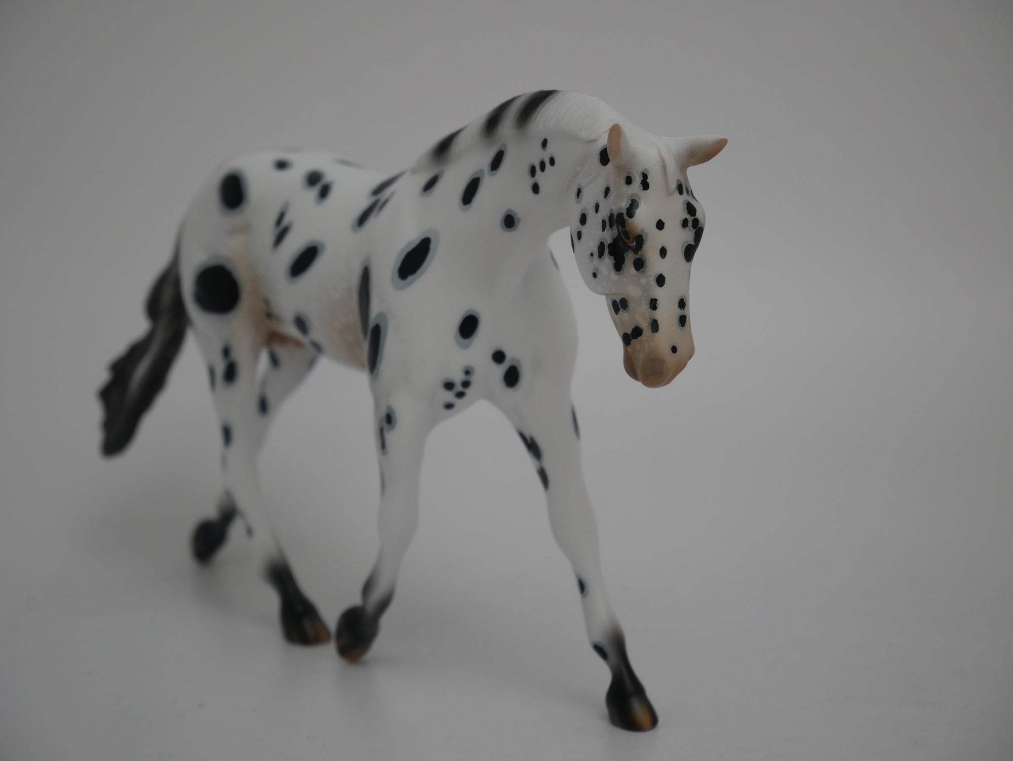 Patriot-LE-12 Appaloosa Warmblood 2020