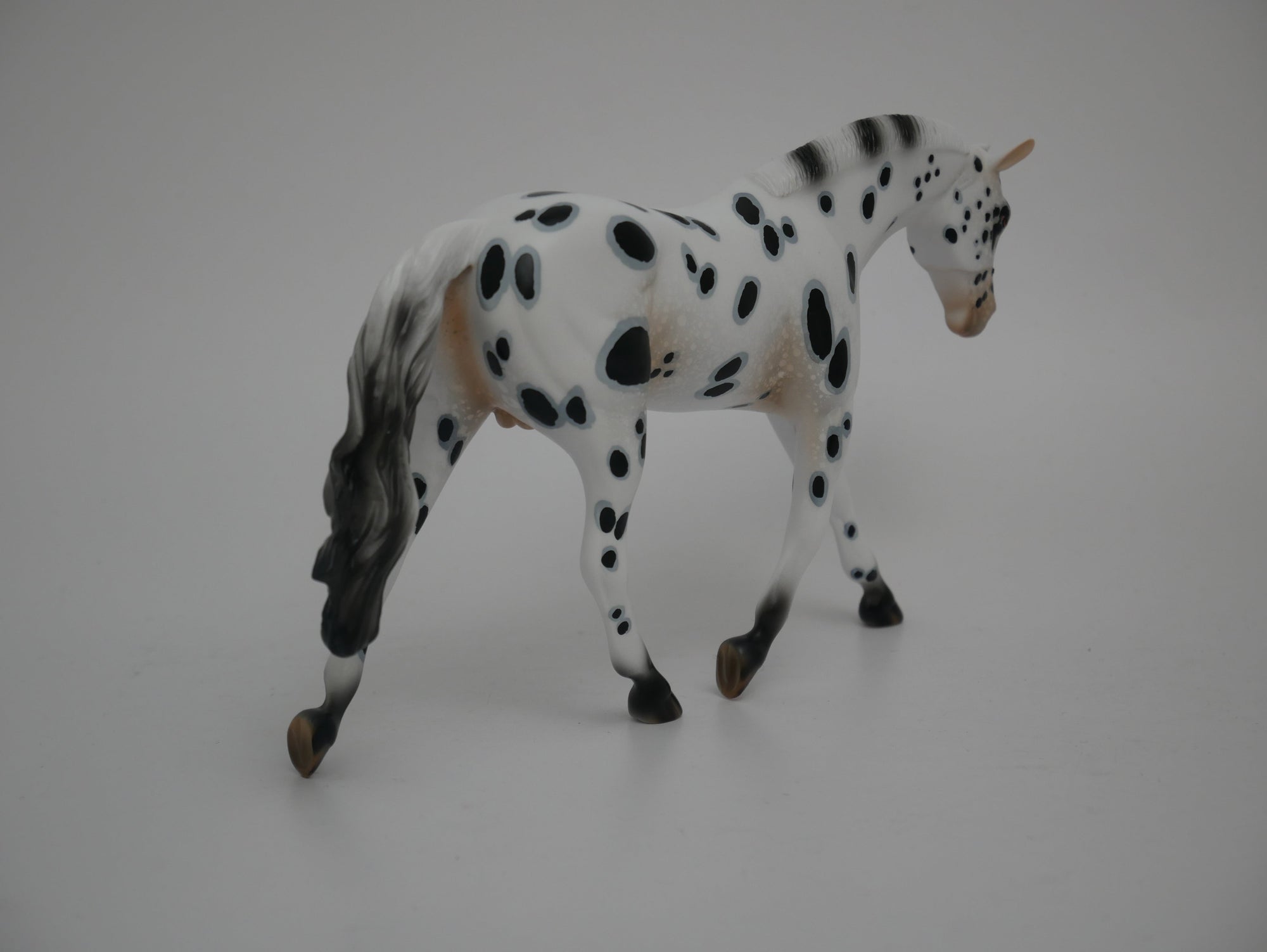 Patriot-LE-12 Appaloosa Warmblood 2020