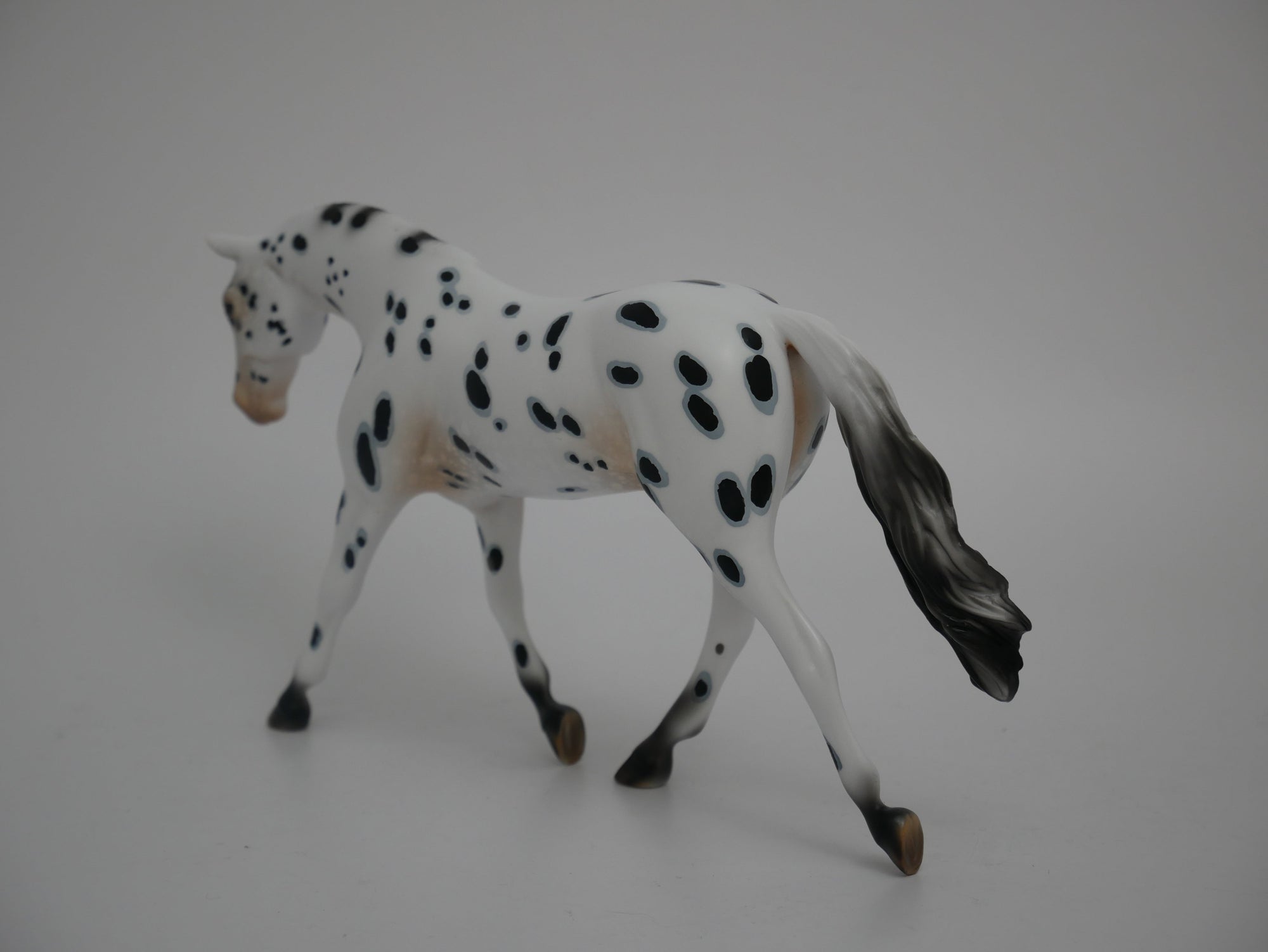 Patriot-LE-12 Appaloosa Warmblood 2020