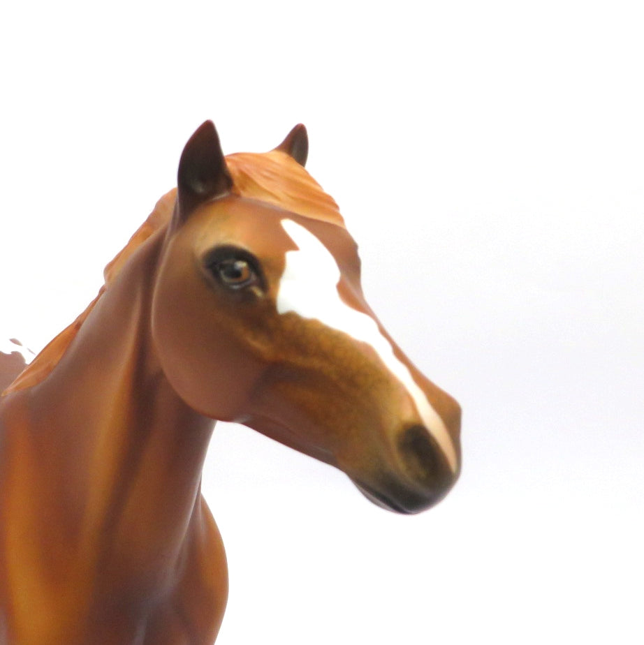 PAW PAW -- LE-5 BLANKET CHESTNUT APPALOOSA  MUSTANG  BY DAWN QUICK EA/MW 20