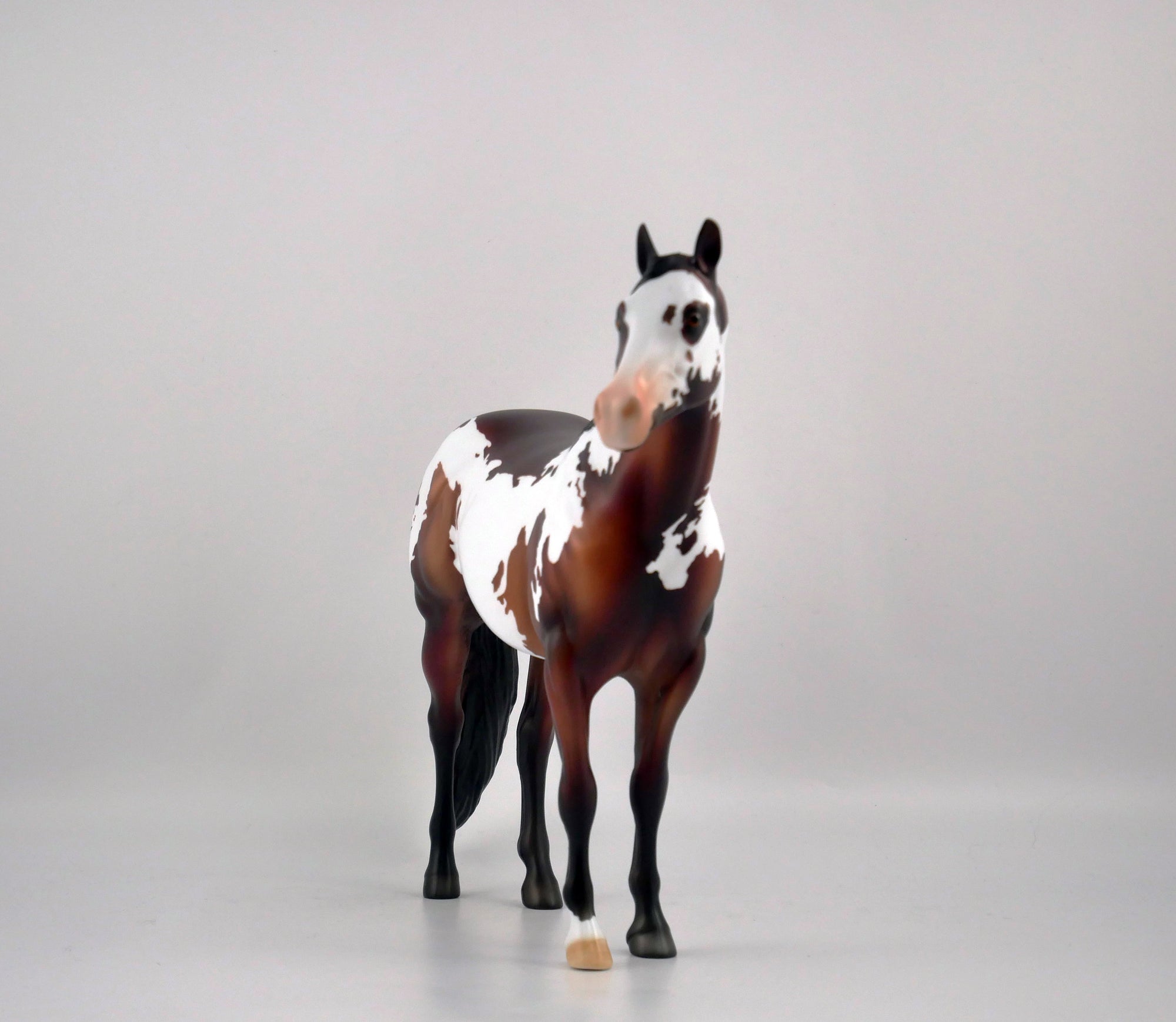 PERSIMMON-OOAK DARK BAY PINTO ISH BY DAWN QUICK